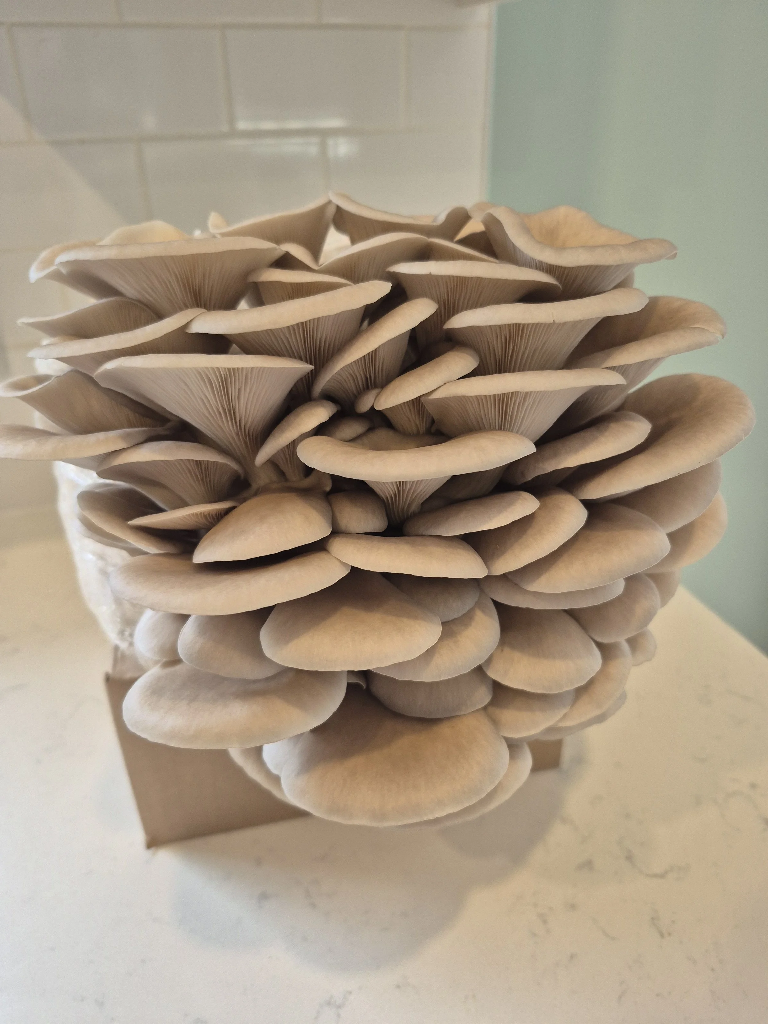 Mooncap Oyster Grain Spawn 3 lb