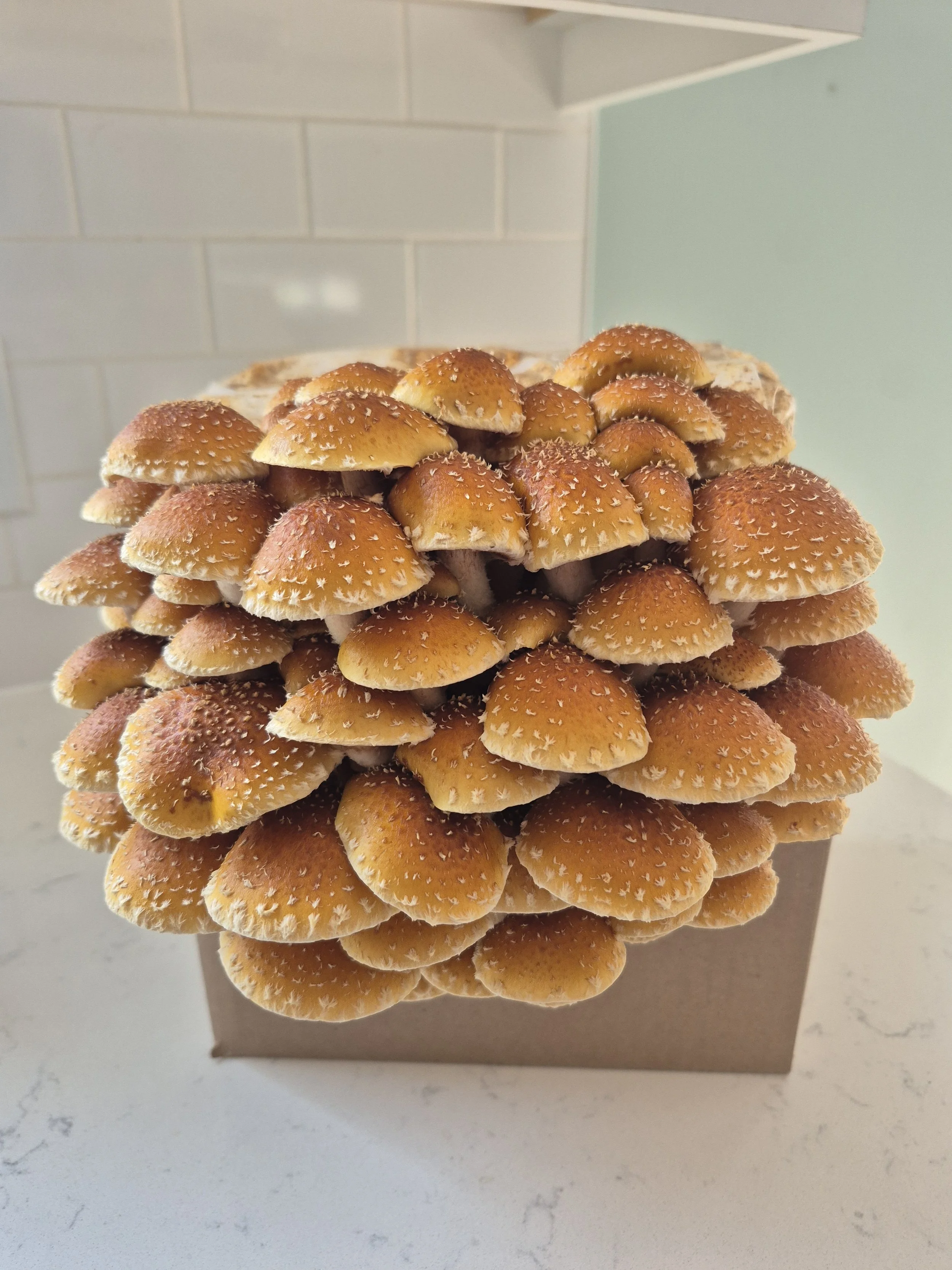 Chestnut Grain Spawn 3 lb