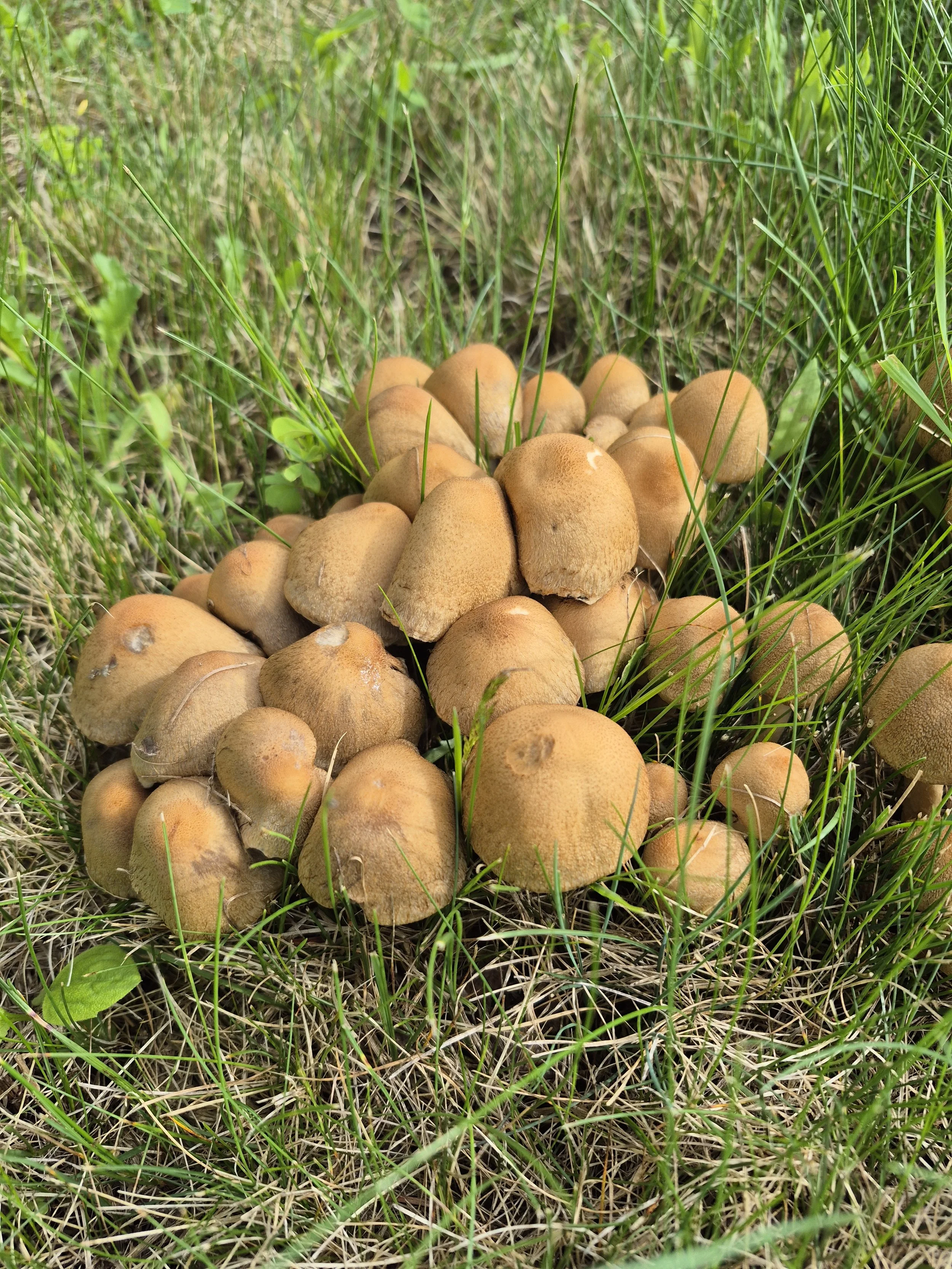 Wild mushrooms growing outdoors among grass and dried vegetation