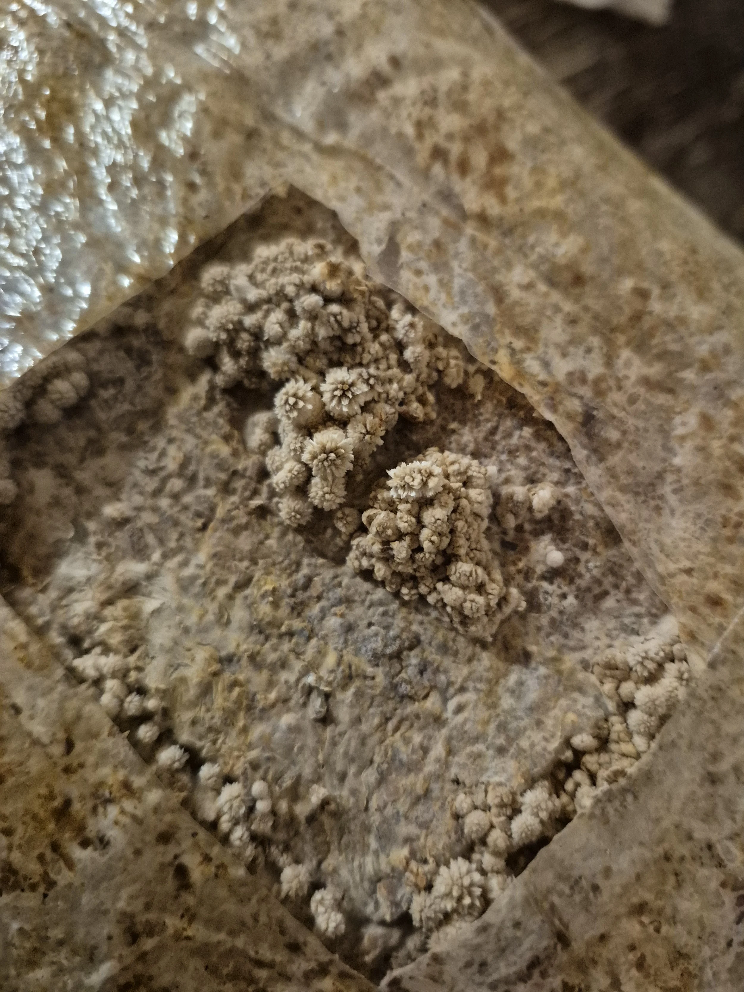 Healthy chestnut mushroom pins forming on a fully colonized substrate block.