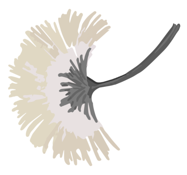 A close-up of a mimosa flower with white petals in a circular pattern, attached to a dark stem.