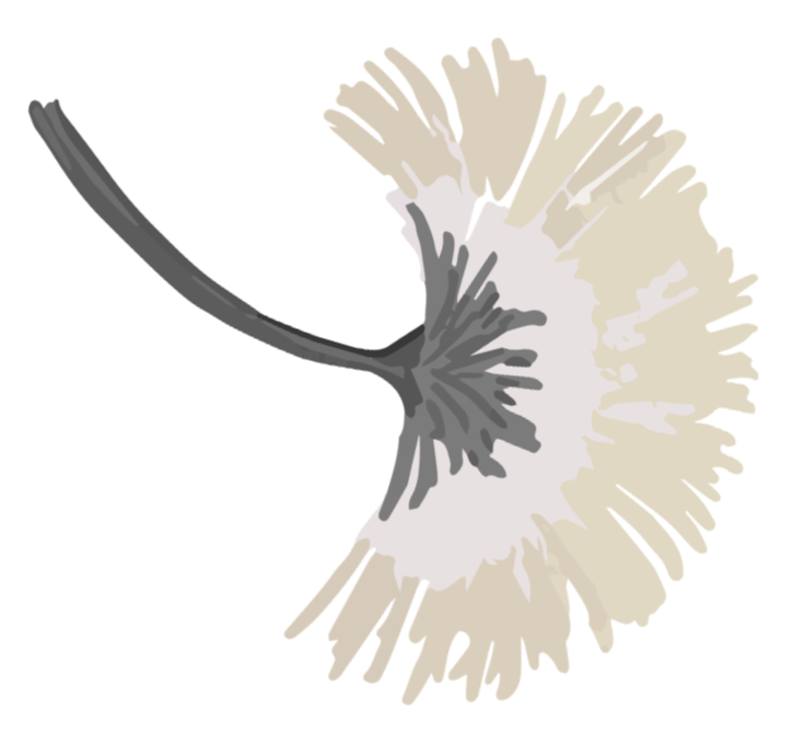 A stylized illustration of a dandelion seed head with a curved stem on a black background.
