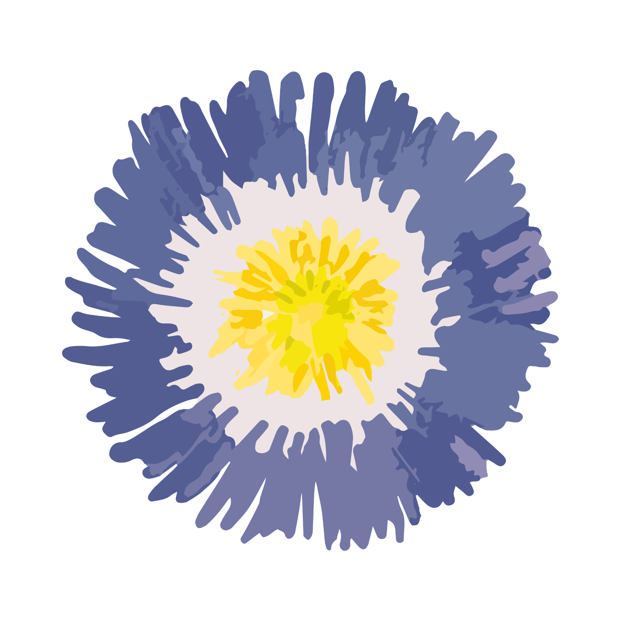 Close-up of a blue and white flower with yellow inside and dark blue edges.