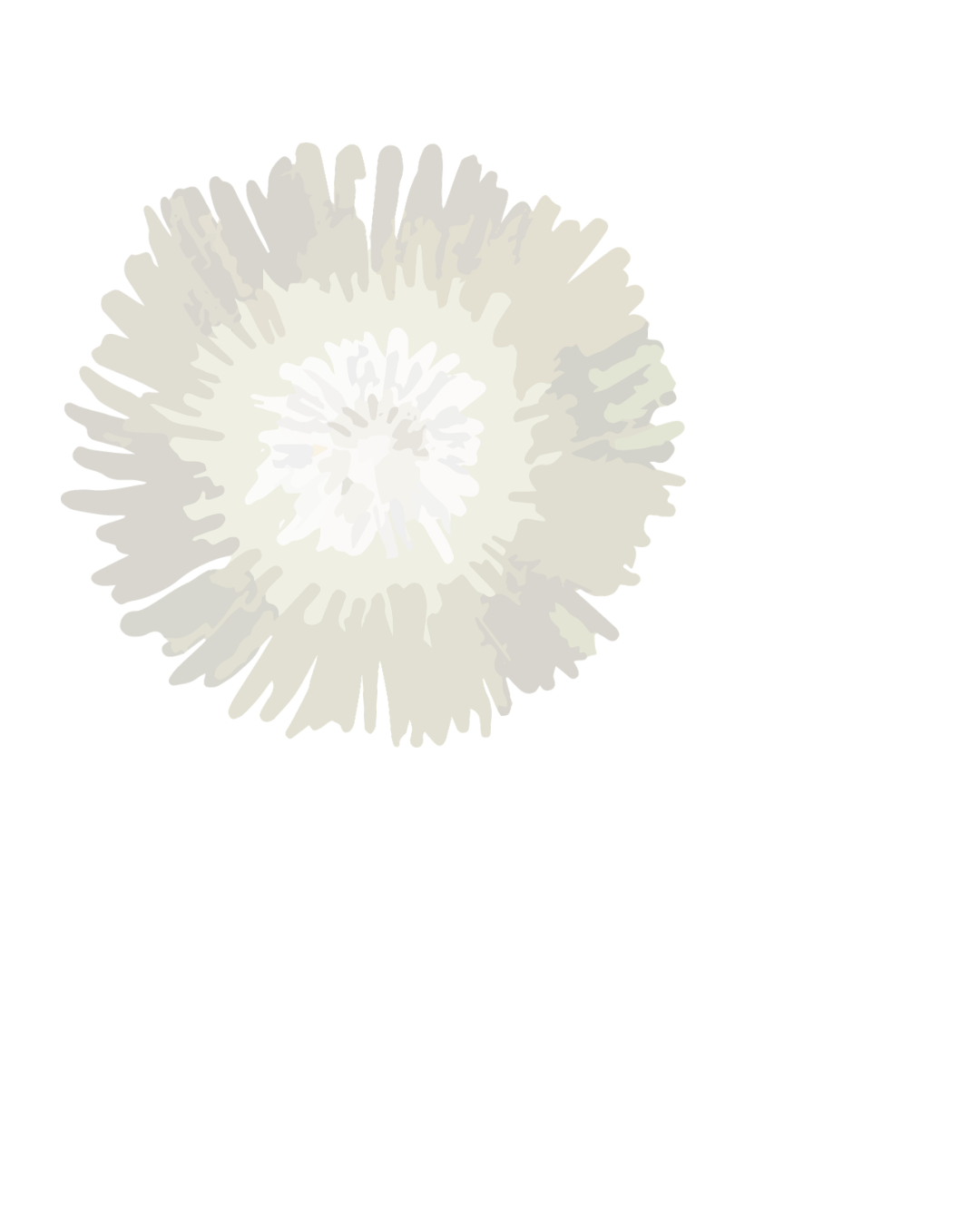 White mimosa flower