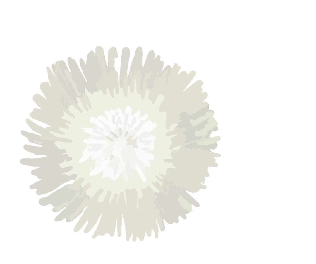 A white mimosa flower with many thin petals, isolated on a transparent background.
