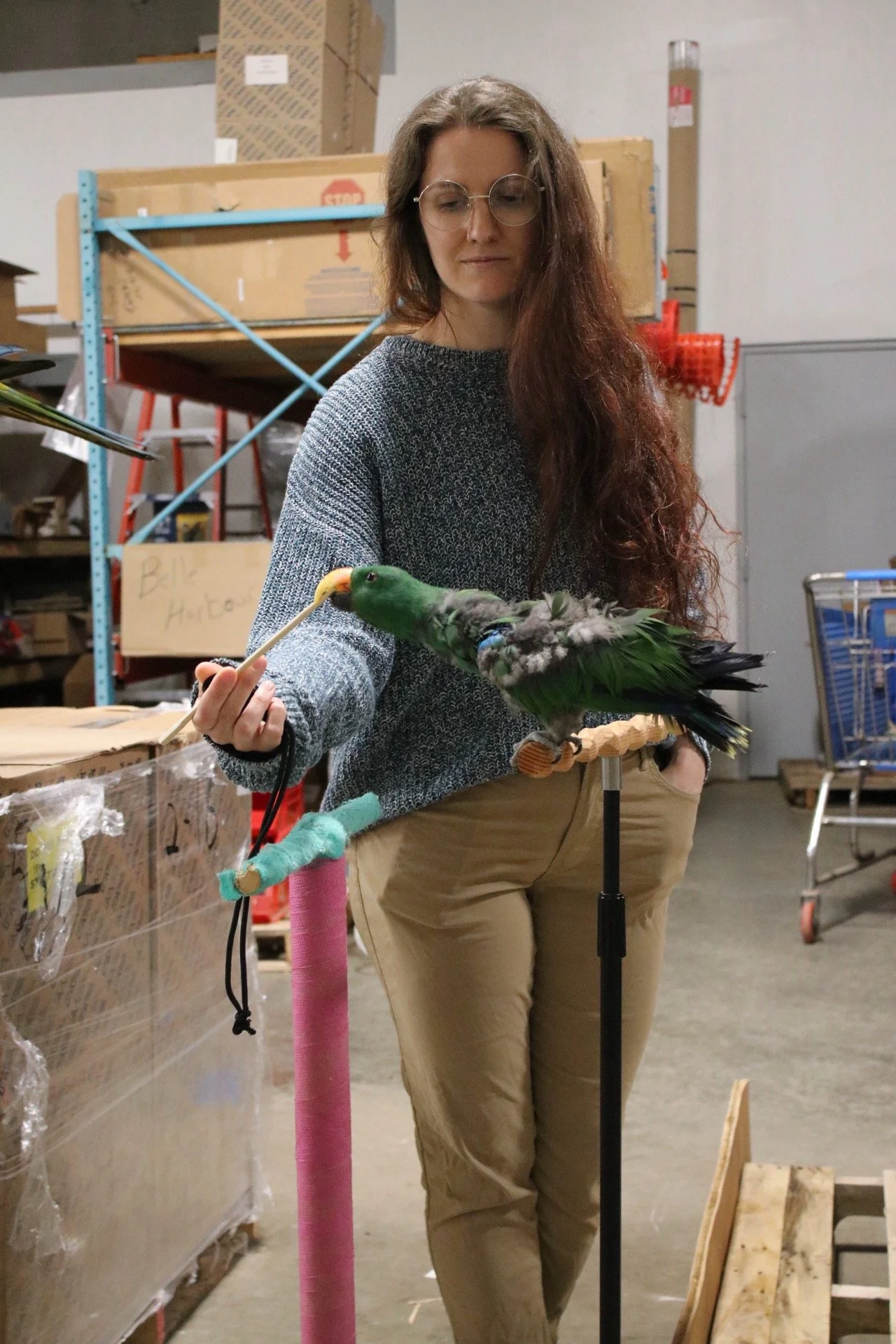A woman with long brown hair and glasses stands in a warehouse or storage room, holding a colorful bird on a perch. He is learning how to target train. He is a Eclectus.
