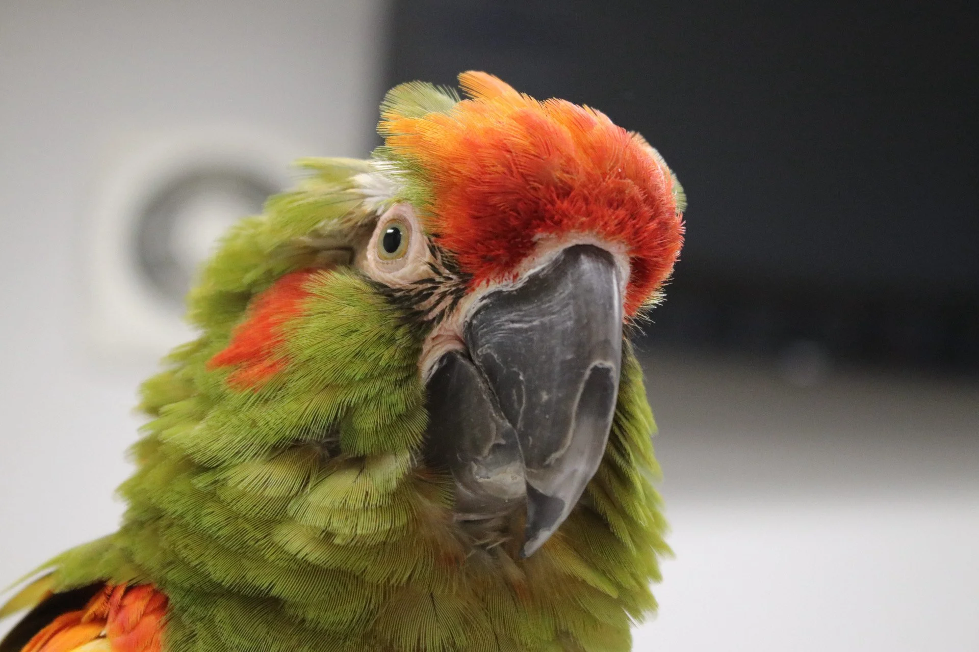 Close-up of a colorful parrot with orange, red, and green feathers. He is a red front. 