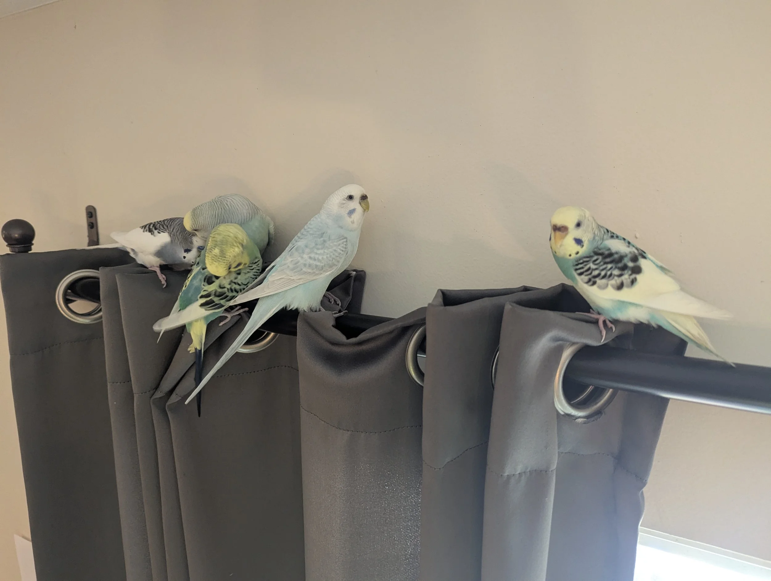 Six budgerigars perched on grey curtains against a beige wall.