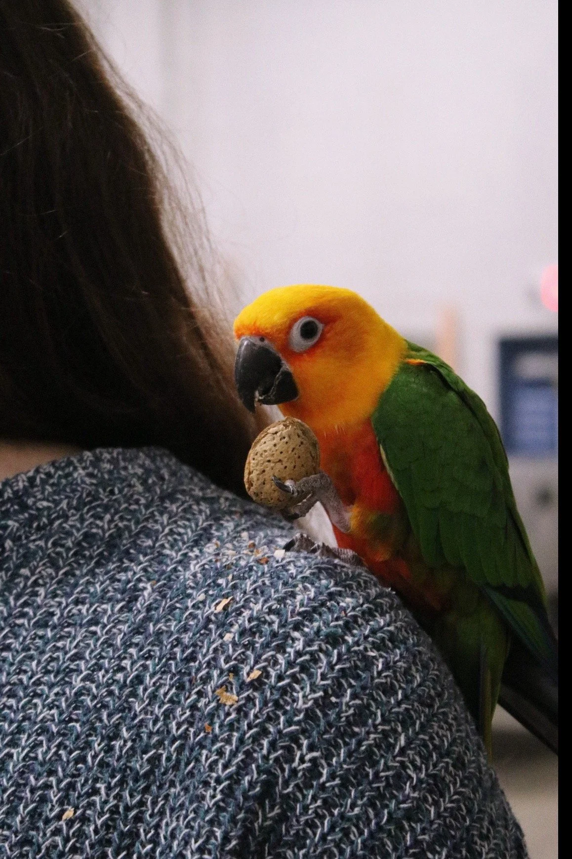 A colorful parrot with yellow, orange, and green feathers perched on a person's shoulder, holding a peanut in its foot. It is a Jenday Conure.