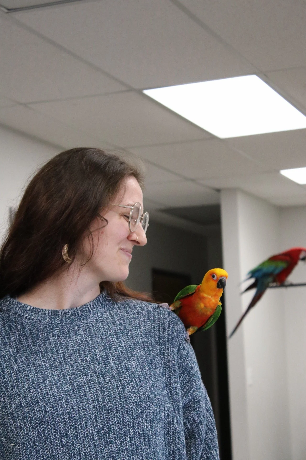 A woman with glasses and a blue sweater smiling as a colorful parrot perches on her shoulder. He is a Jenday Conure.