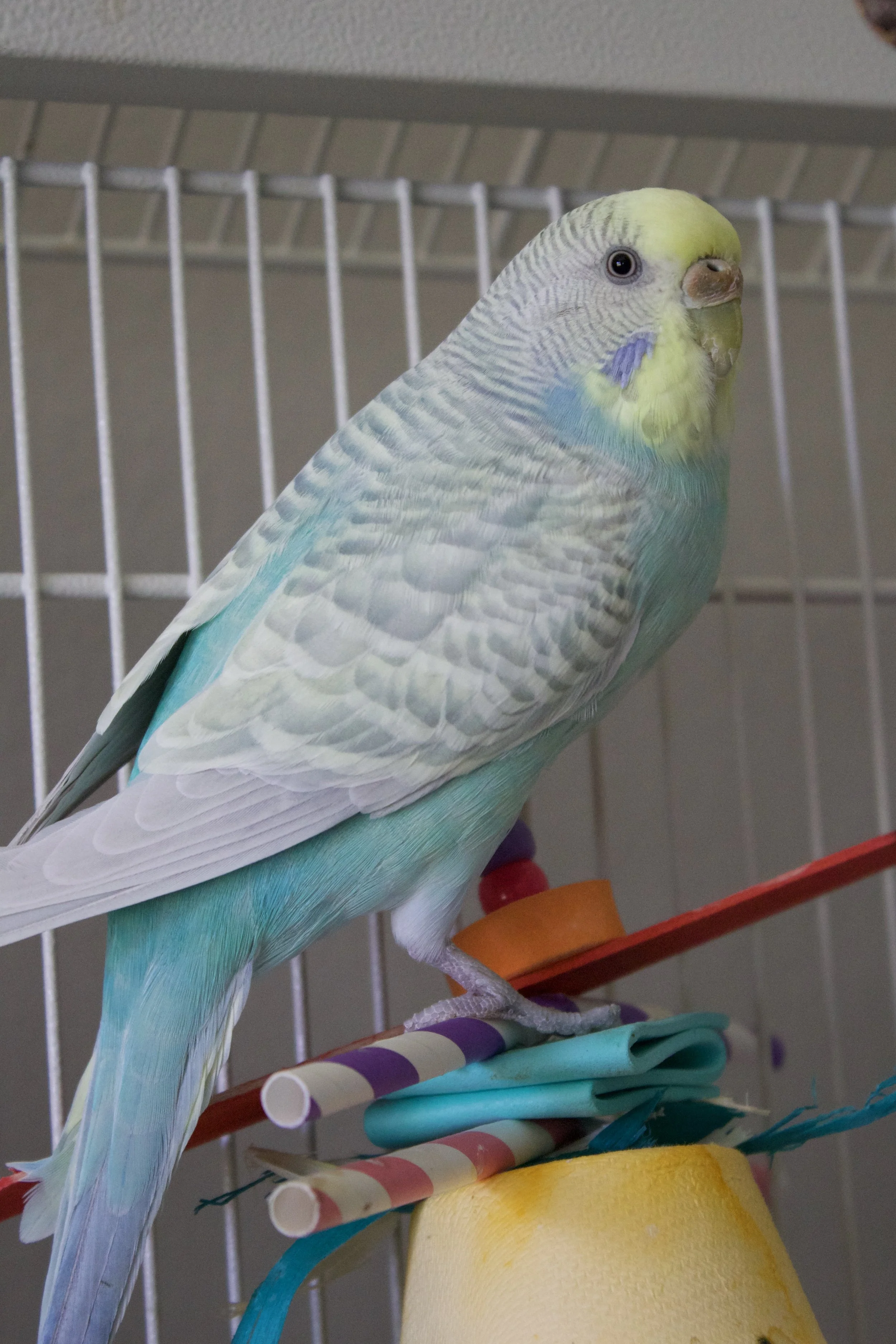 A light blue and yellow budgerigar parakeet perched on a colorful play stand inside a cage.