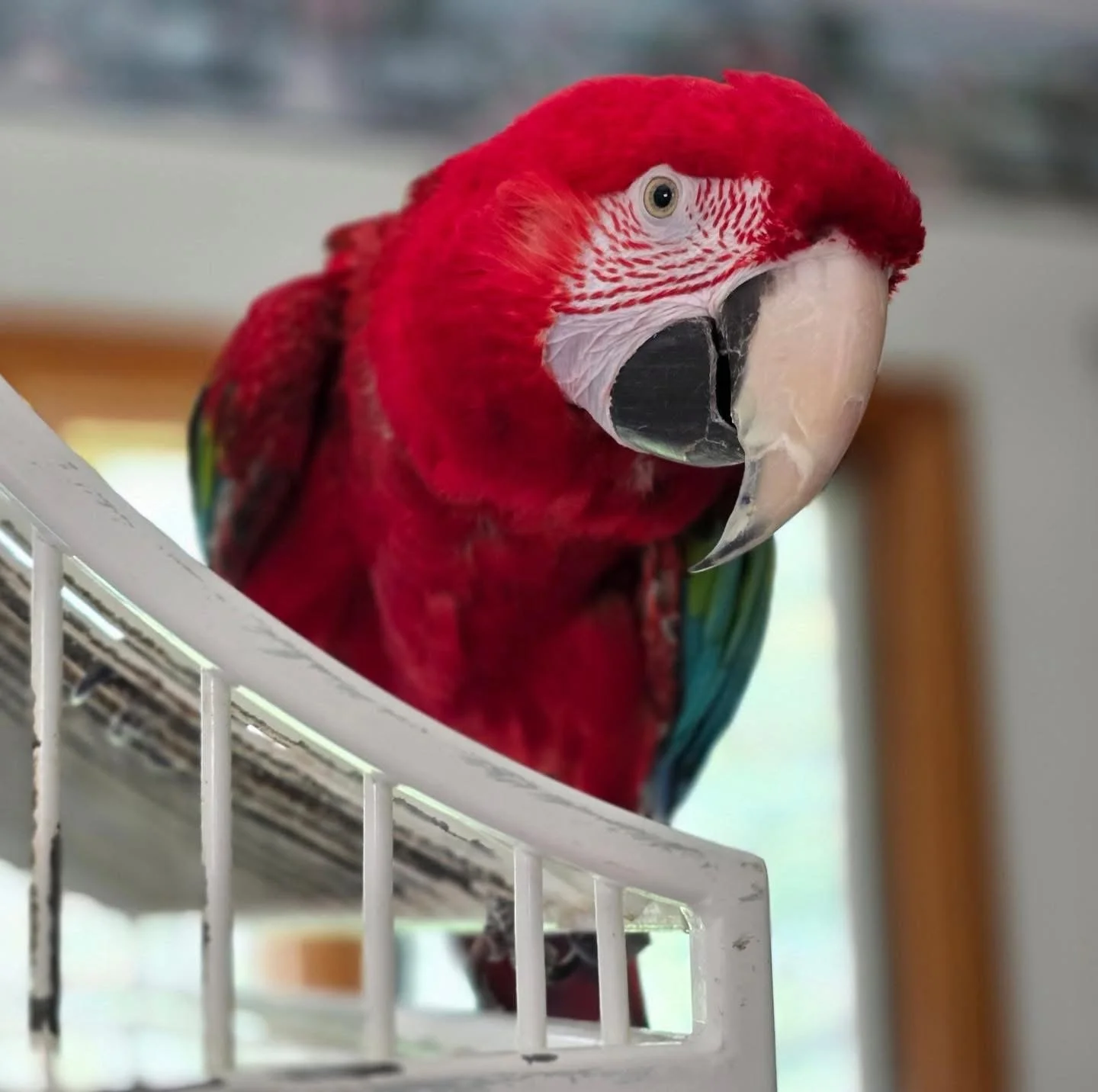 A close-up image of a greenwing parrot perched on a white cage.