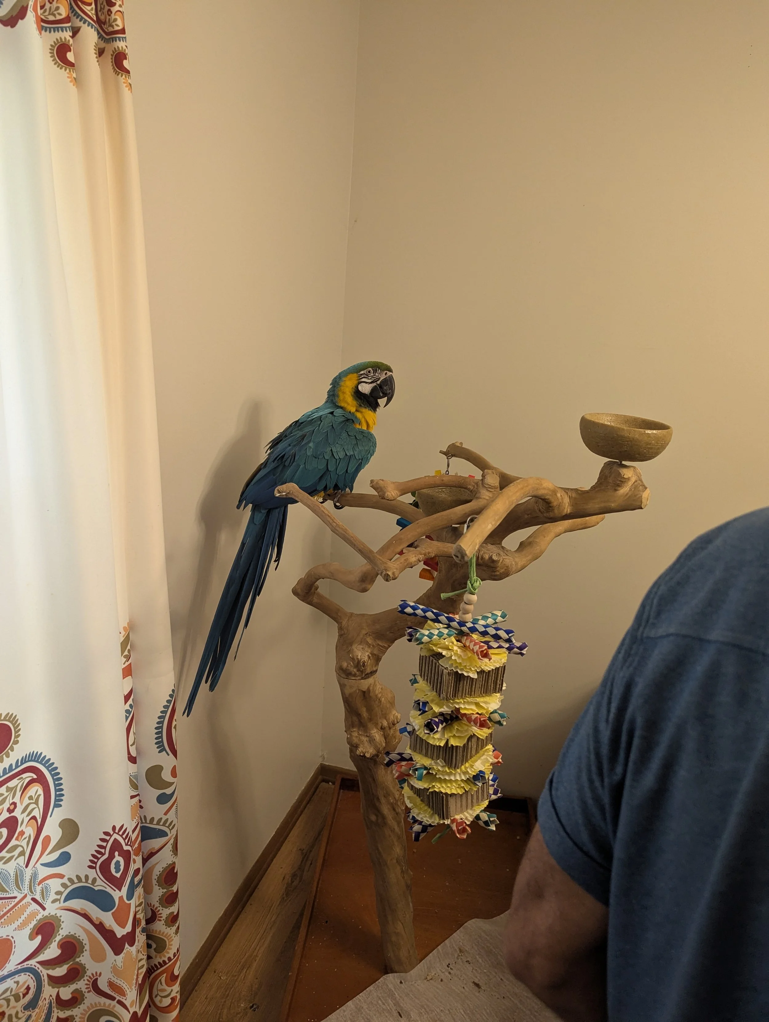 A colorful parrot perched on a wooden stand near a multicolored fabric toy hanging from the stand.