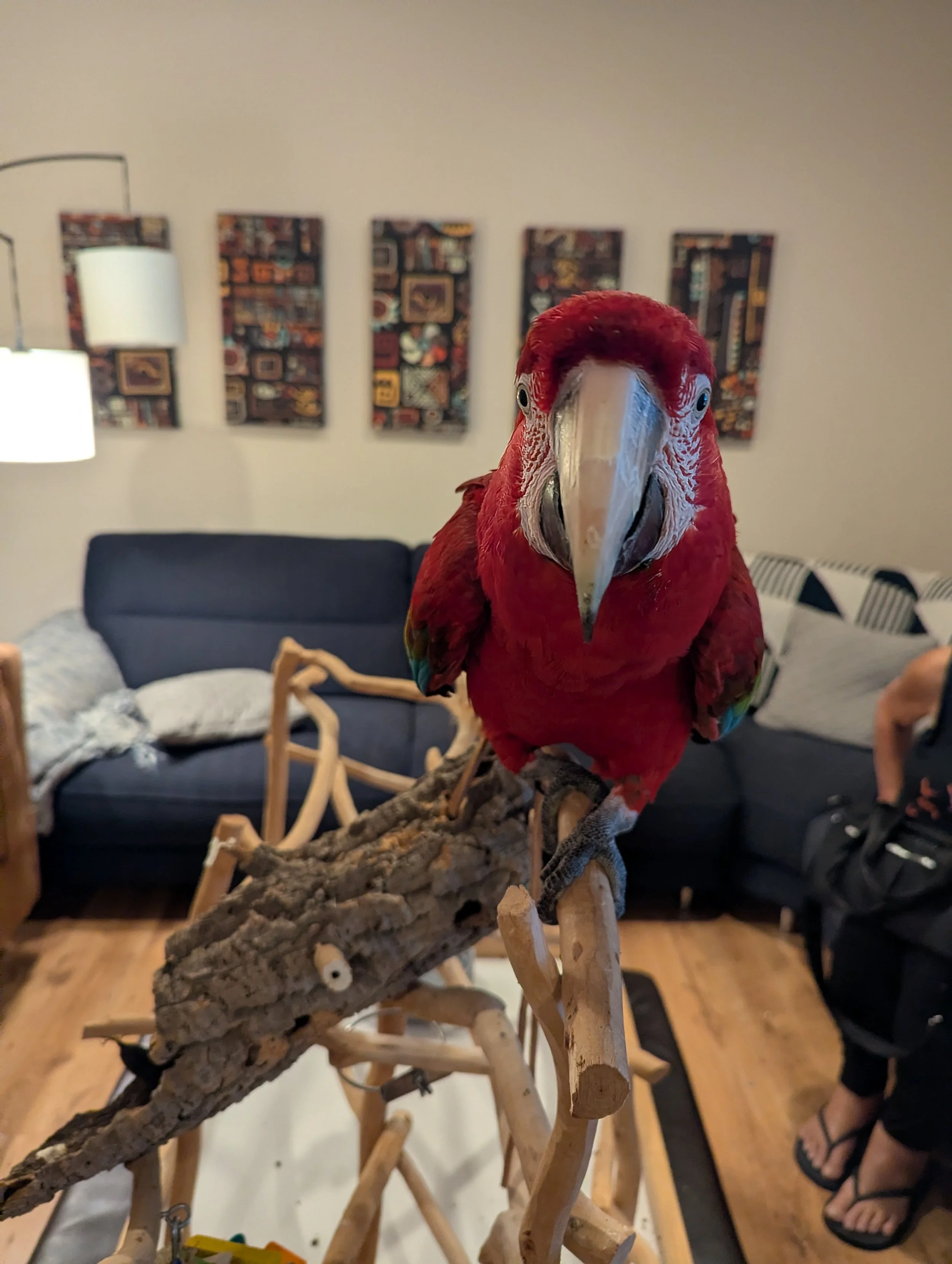 A red parrot with its head facing the camera, perched on a wooden branch inside a living room.