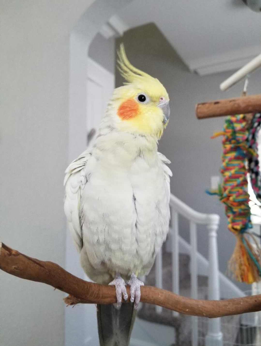 A yellow cockatiel with orange cheek patches perched on a wooden branch inside a house.