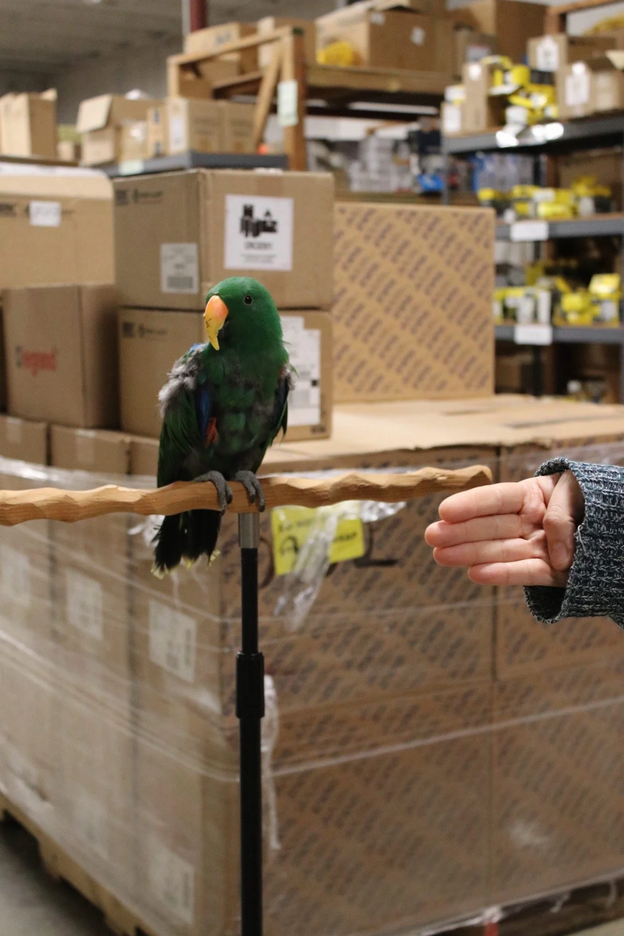 A green parrot with a yellow beak perched on a wooden stand in front of a warehouse with shelves filled with boxes and yellow objects. A person's hand is extended toward the bird, wearing a gray sweater. He is a Eclectus.