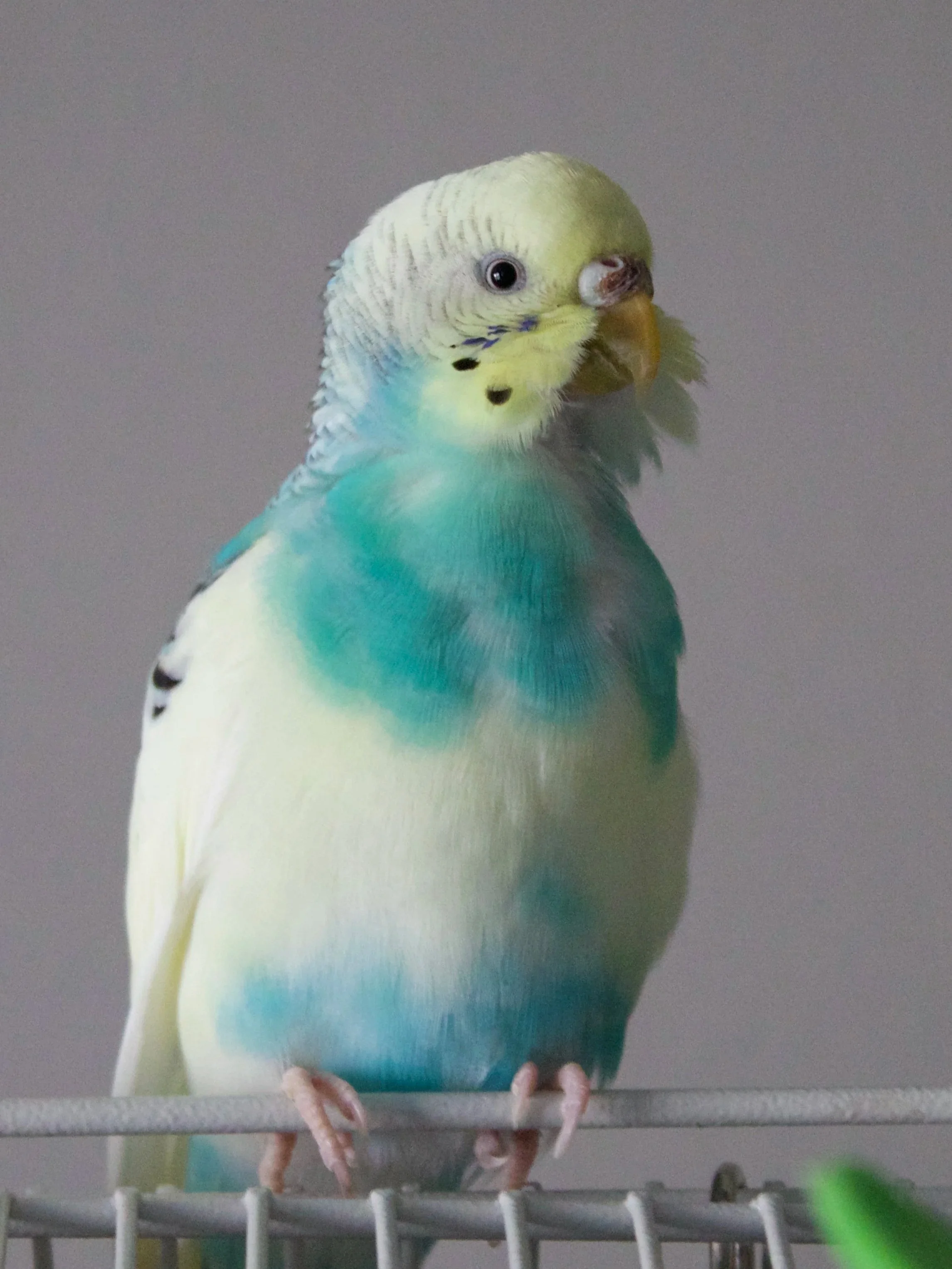 A close-up of a colorful budgerigar, perched on a cage bar, with a yellow and green head, blue body, and black and white markings.