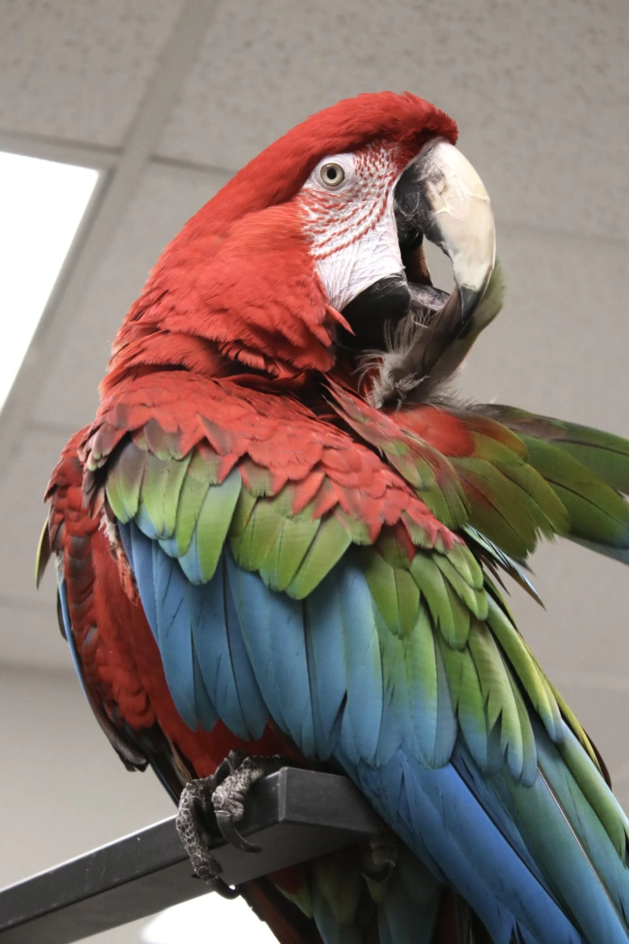 A close-up of a colorful macaw parrot with red, green, and blue feathers, perched on a metal stand indoors. He is a free flight trained greenwing macaw.
