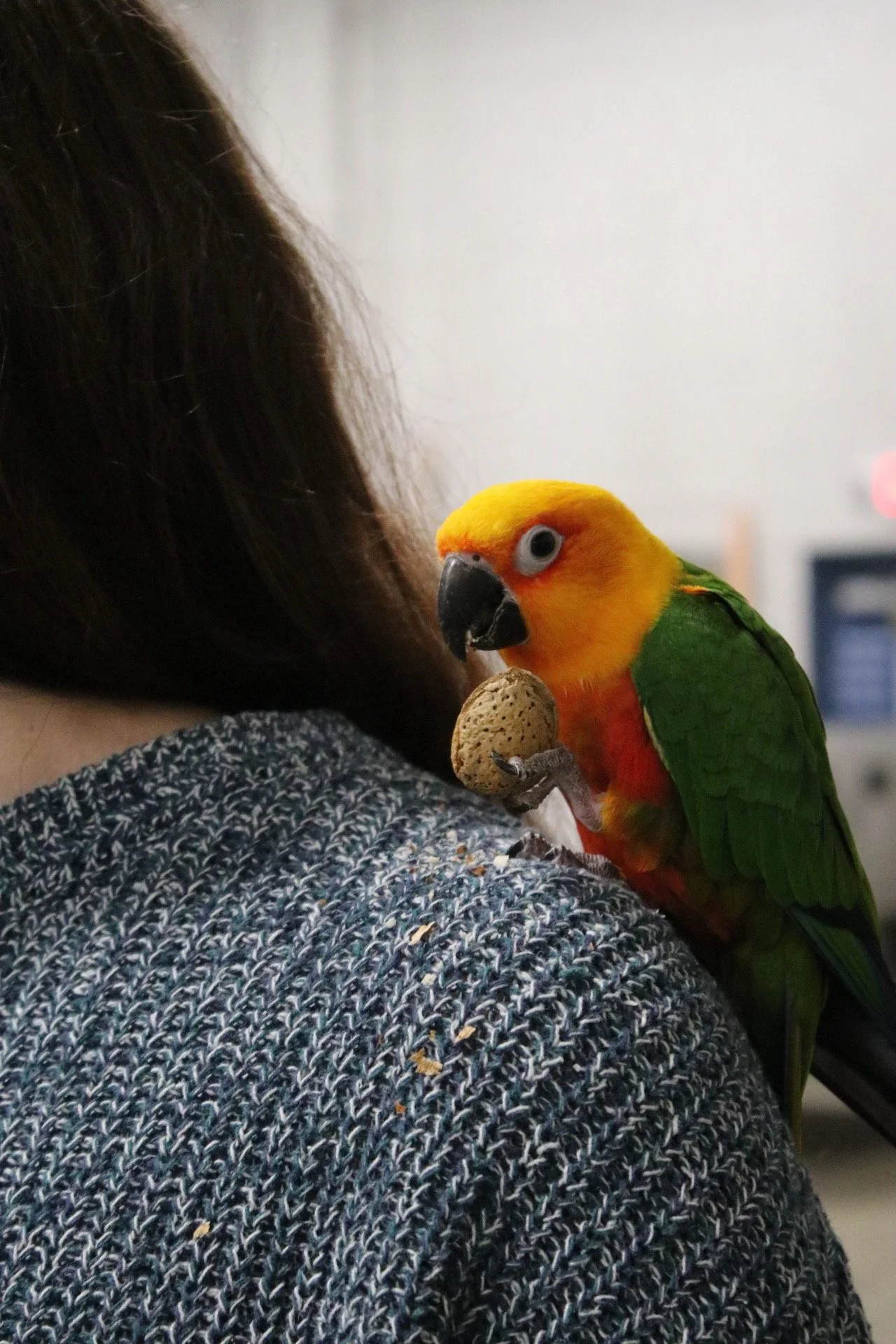 A colorful parrot with green, orange, and yellow feathers perched on a person's shoulder, holding a walnut in its talons. He is a Jenday Conure.
