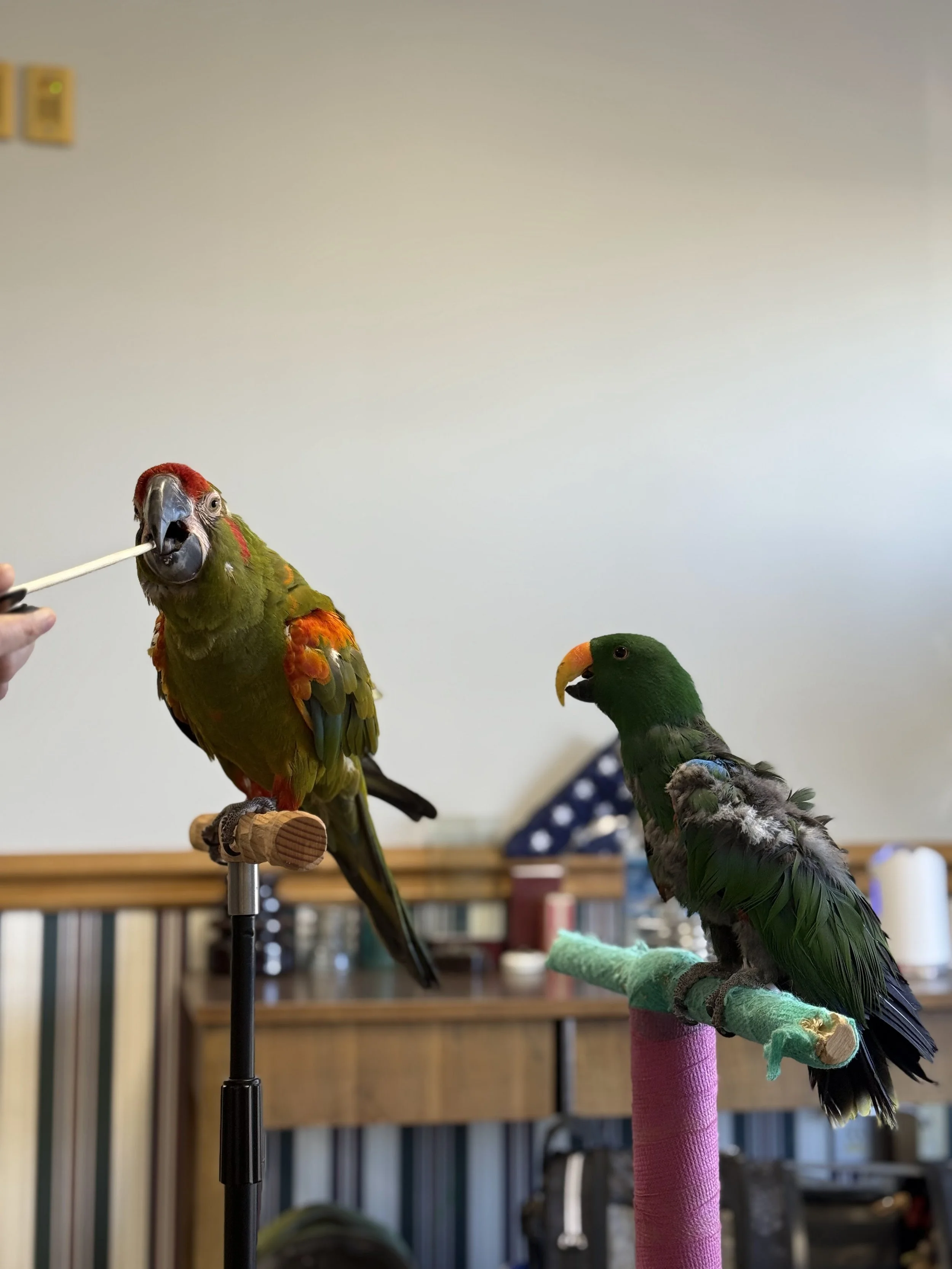 Two parrots perched on a colorful stand in a room with bookshelves and a table in the background. They are a Red Front Macaw and eclectic
