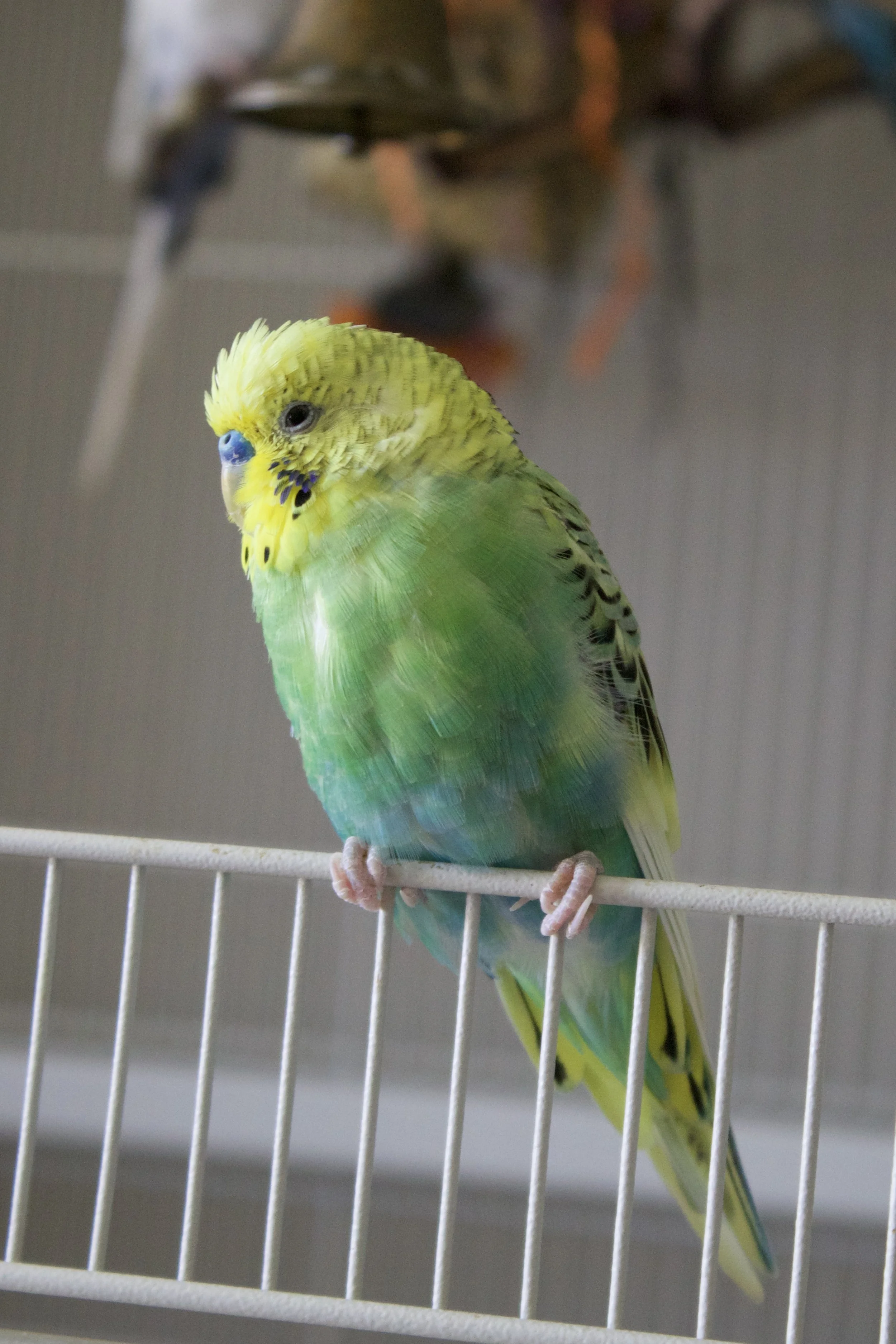 A yellow and green budgerigar perched on a white cage bar.