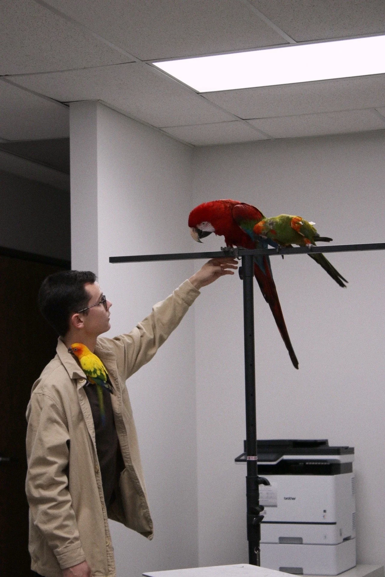 A person in a beige jacket is holding a large free flight trained greenwing macaw on a stand, with two smaller parrots, one red front macaw and one sun conure.