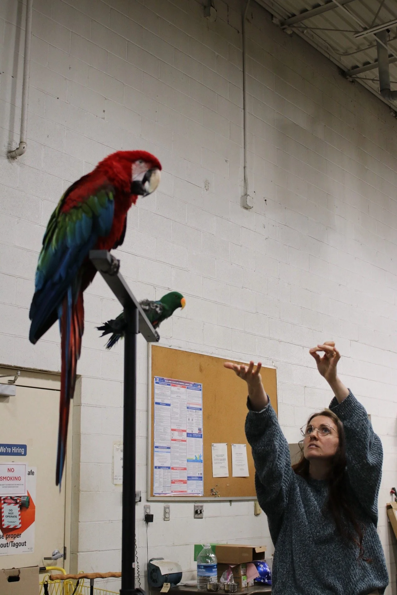 A woman reaching up towards a perch with colorful parrots in an indoor setting, with a white brick wall and bulletin board in the background. He is a Greenwing macaw.