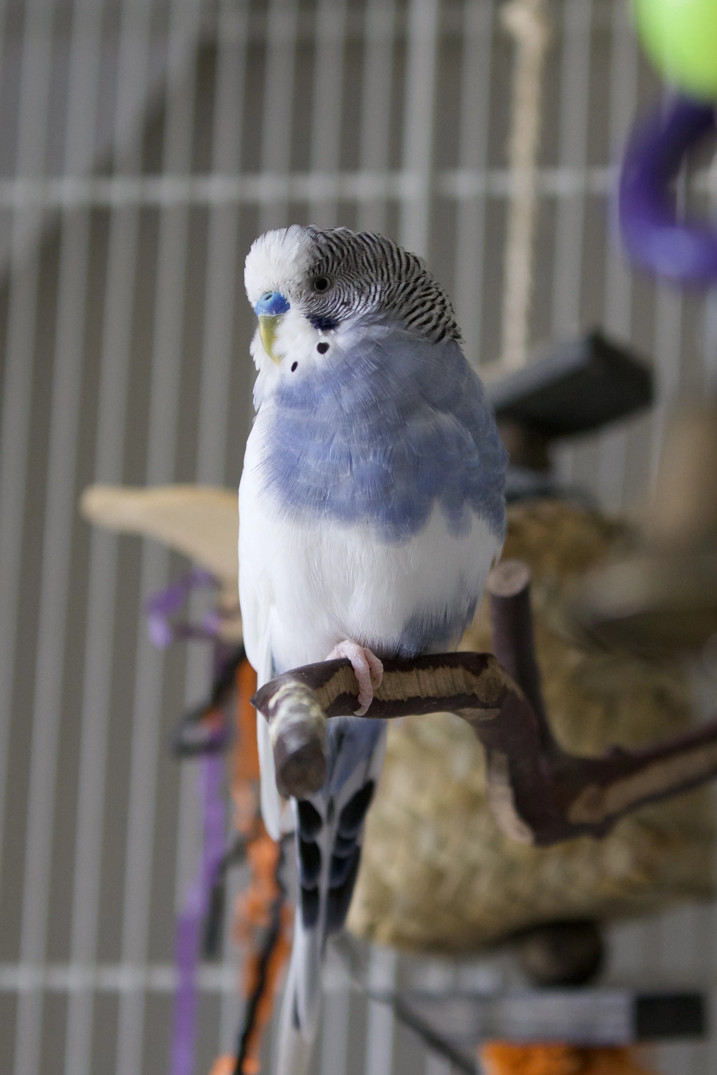 A budgerigar perched on a wooden branch inside a cage with vertical metal bars.