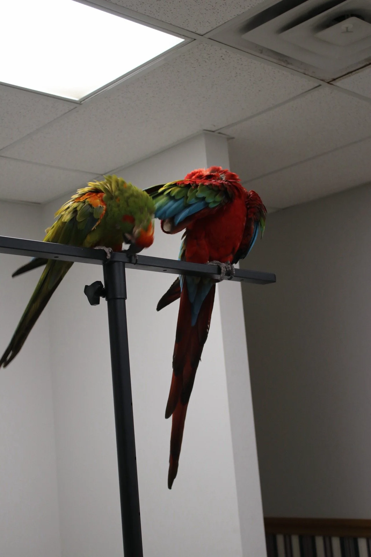 Two colorful parrots perched on a black stand inside a room with a drop ceiling and fluorescent lighting. They are a greenwing and red front macaw.