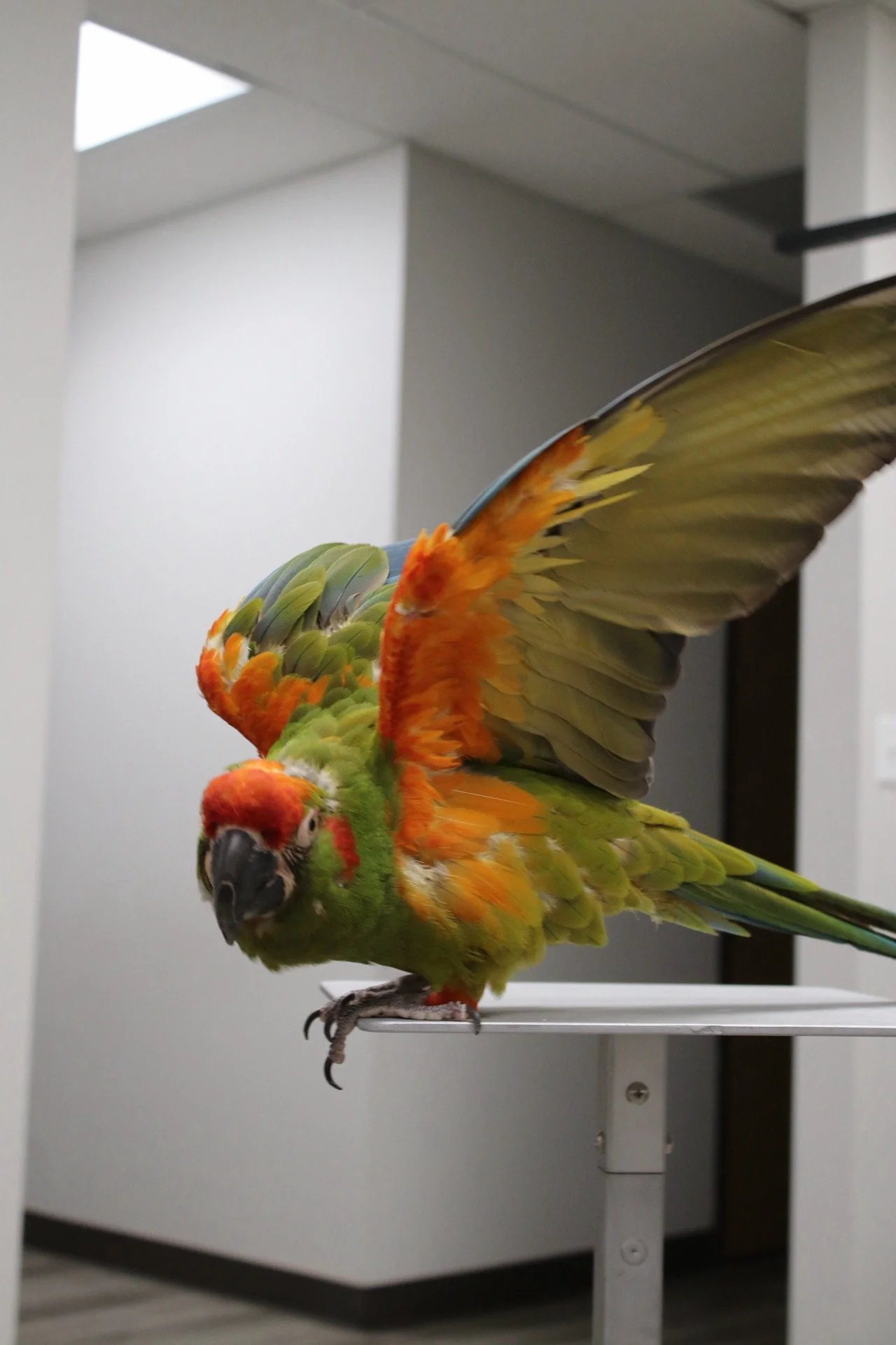 Colorful parrot with orange, green, blue, and yellow feathers standing on a perch indoors. He is a red front macaw.