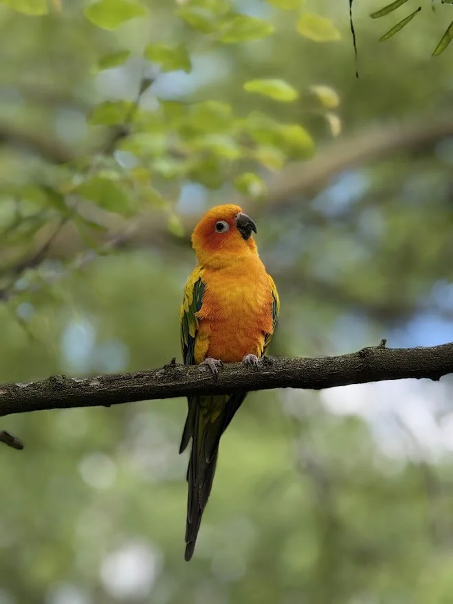 A colorful, free flight trained Sun Conure perched on a tree branch, with blurred green leaves in the background.