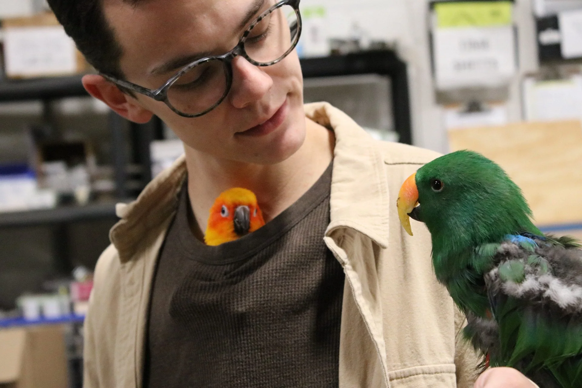 A person with glasses holding two parrots, a green one in their arm and an orange one resting on their chest. One is a Sun Conure and and Eclectus.