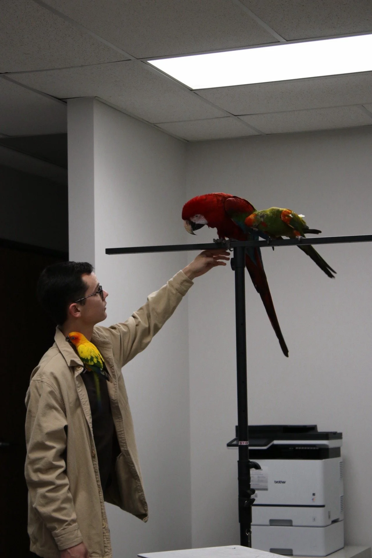 A person in a beige jacket is interacting with two colorful parrots perched on a black stand indoors. One parrot is red and green, and the other is yellow and orange with green wings.They are a greenwing and red front macaw. 