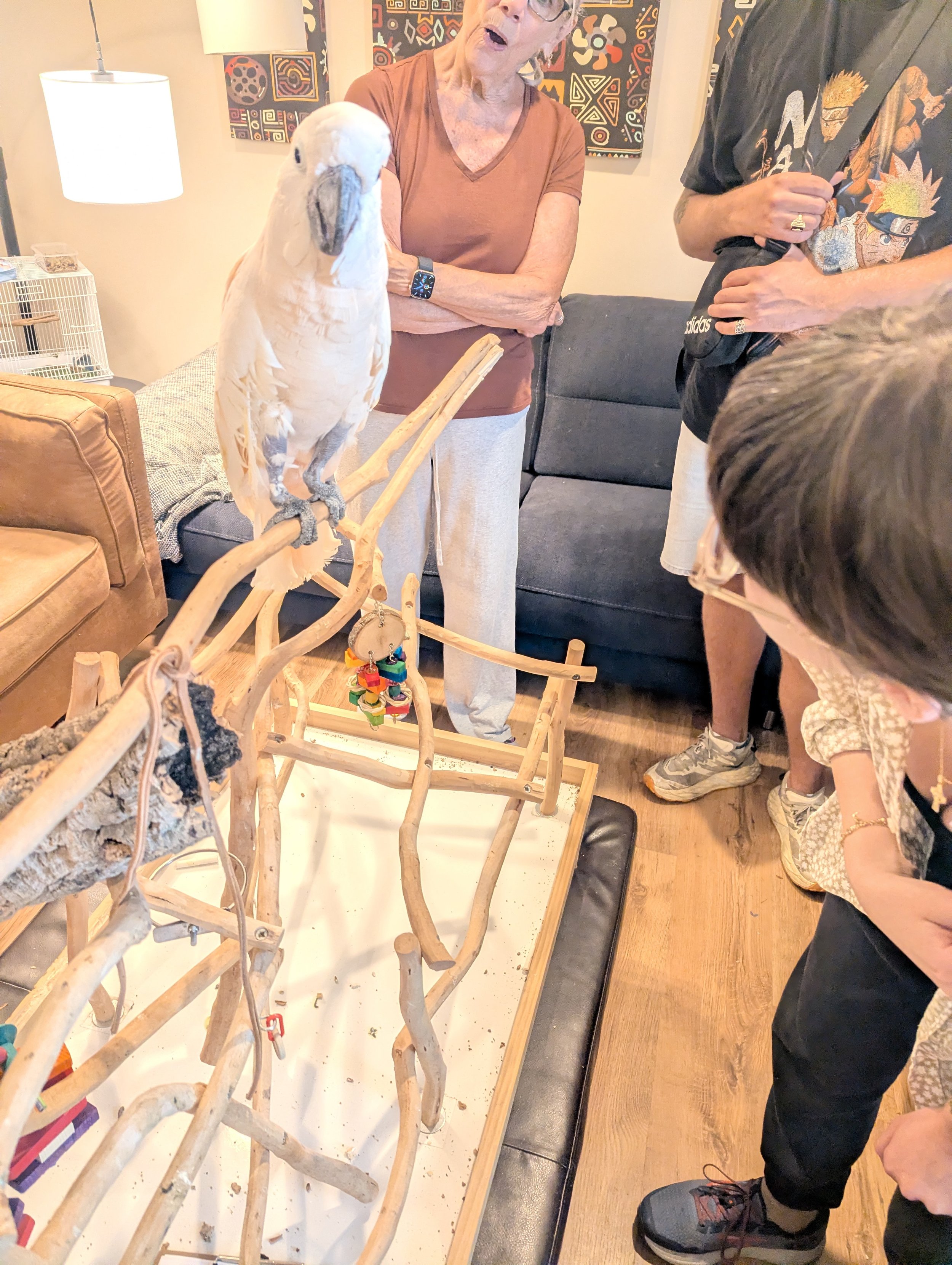 A woman with glasses and a maroon shirt stands in a living room with her arms crossed, watching a person in a black Naruto T-shirt, with a tattoo on his arm, interact with a white cockatoo sitting on a wooden stand. There are colorful abstract painti