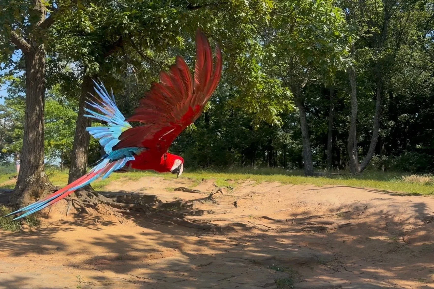A colorful scarlet macaw with bright red, blue, and yellow feathers flying low over a dirt path in a forested area, trees with green leaves in the background.