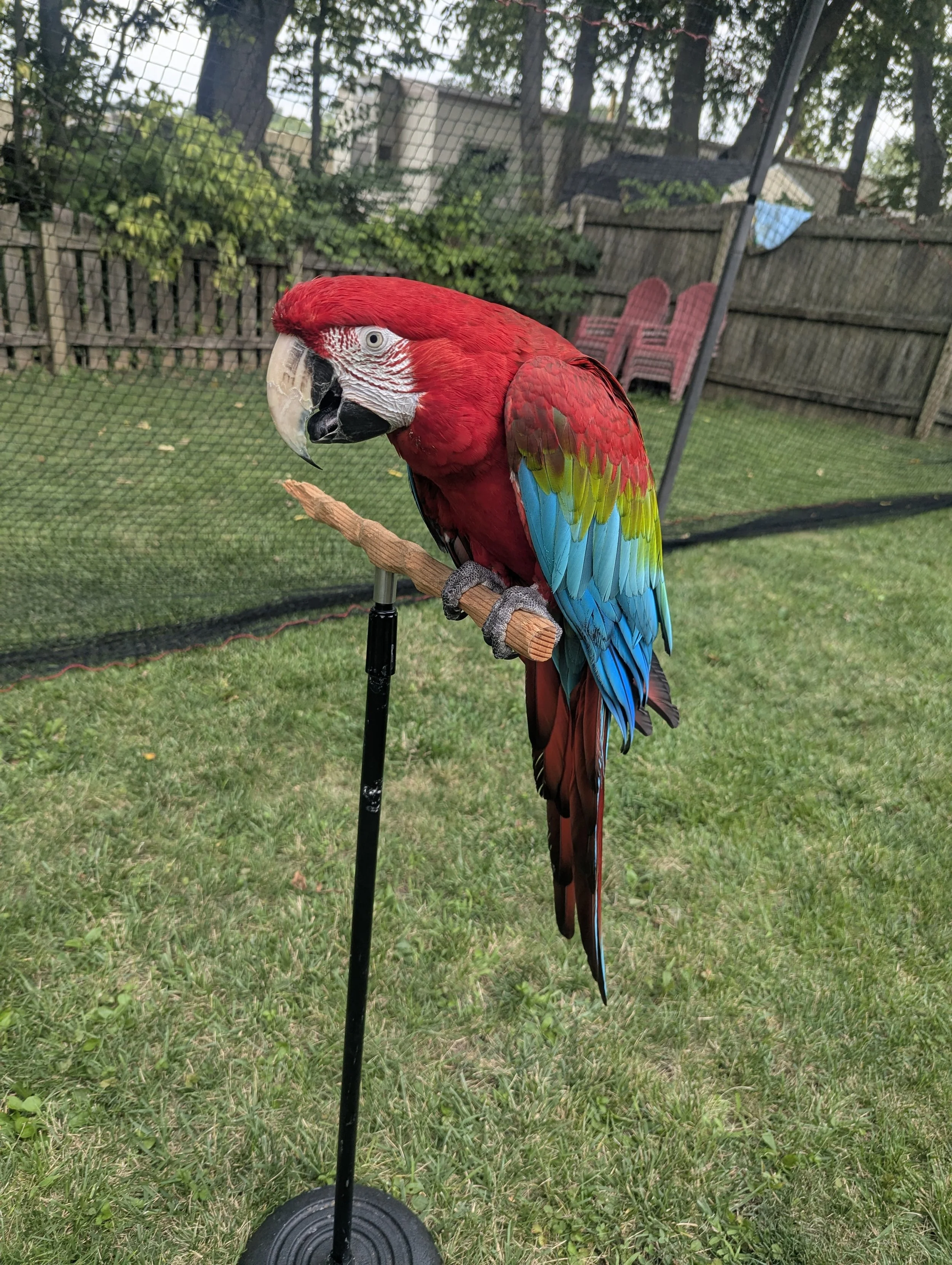 Colorful parrot perched on a stand outdoors with a background of a wooden fence, trees, and outdoor chairs.