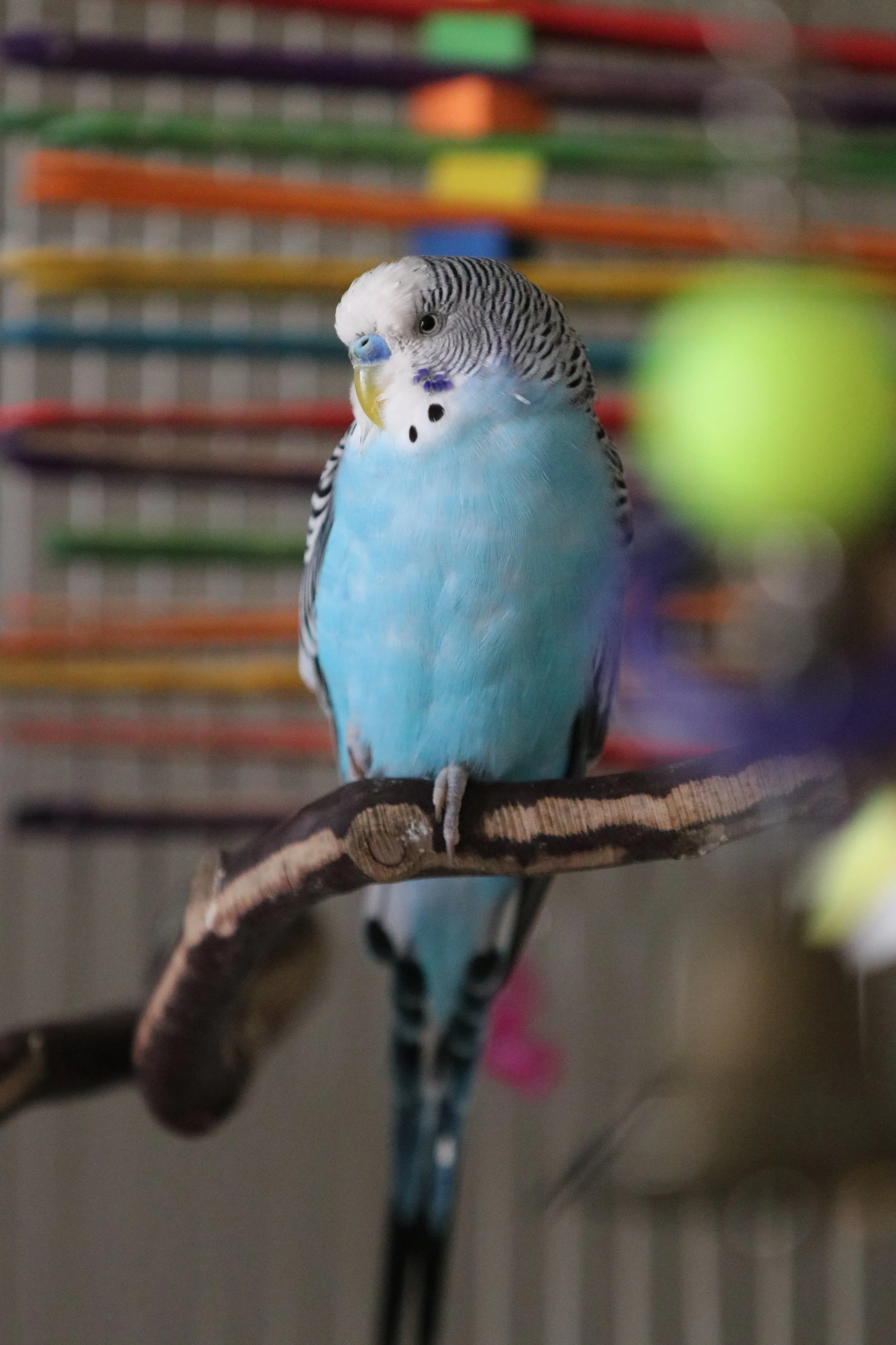 A blue and white budgie bird perched on a wooden branch in front of a colorful background.