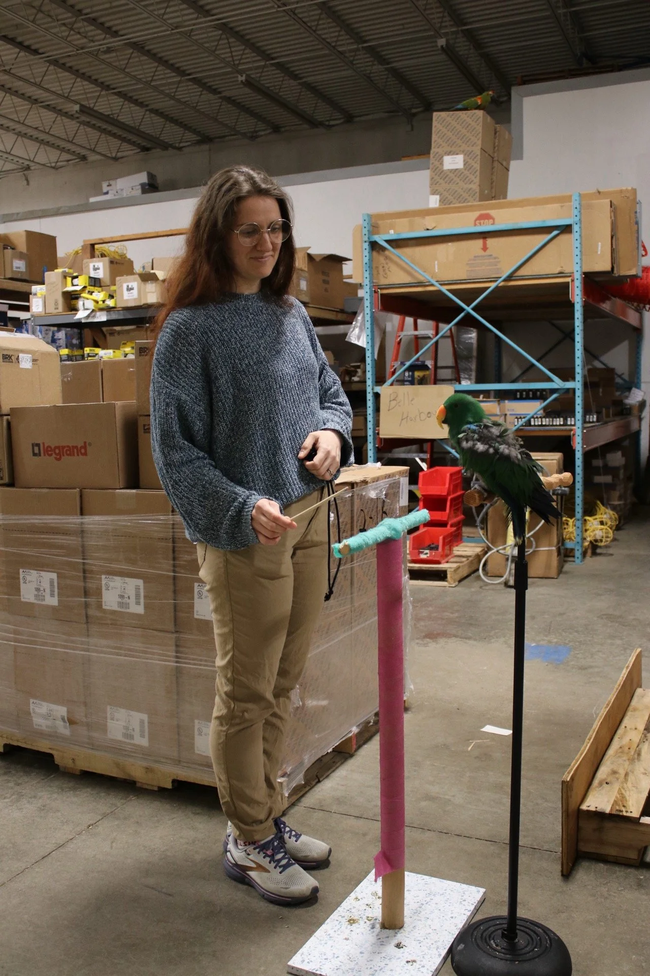 A woman with glasses and casual clothing standing in a warehouse, holding a stick, next to a colorful parrot perched on a stand. He is learning how to target train. He is a Eclectus.