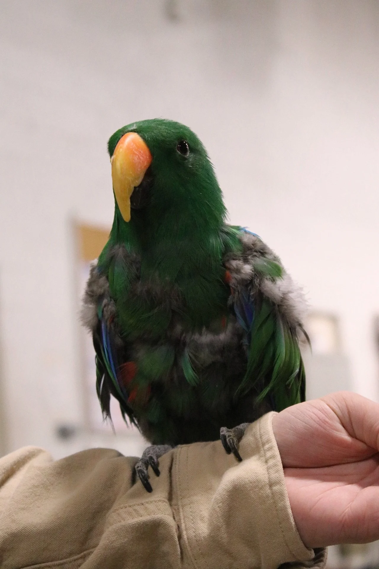 A green parrot with a yellow beak sitting on a person's arm.