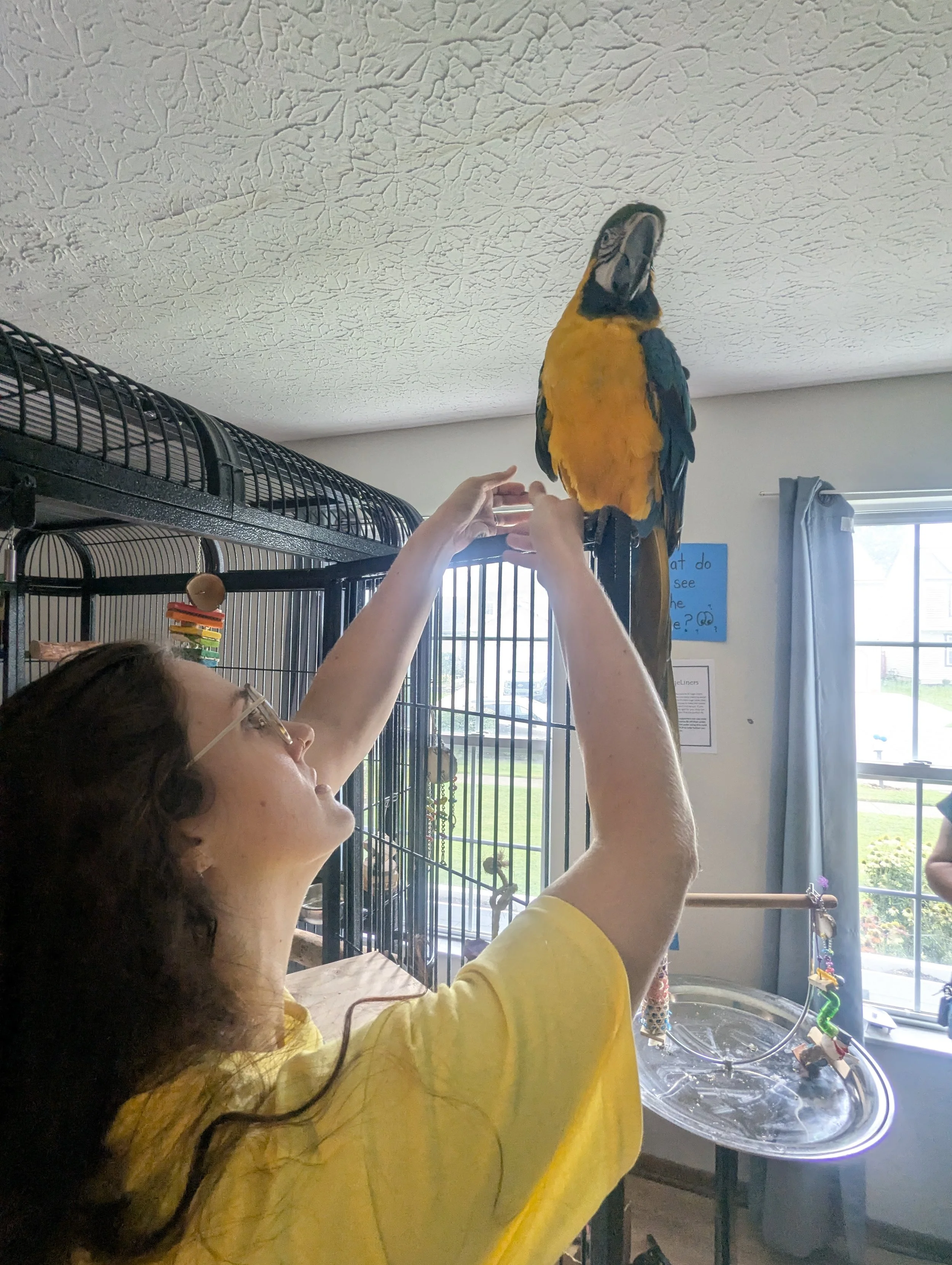 A person with long dark hair and glasses holds a colorful parrot on their finger inside a room with a bird cage, insects, and a window.