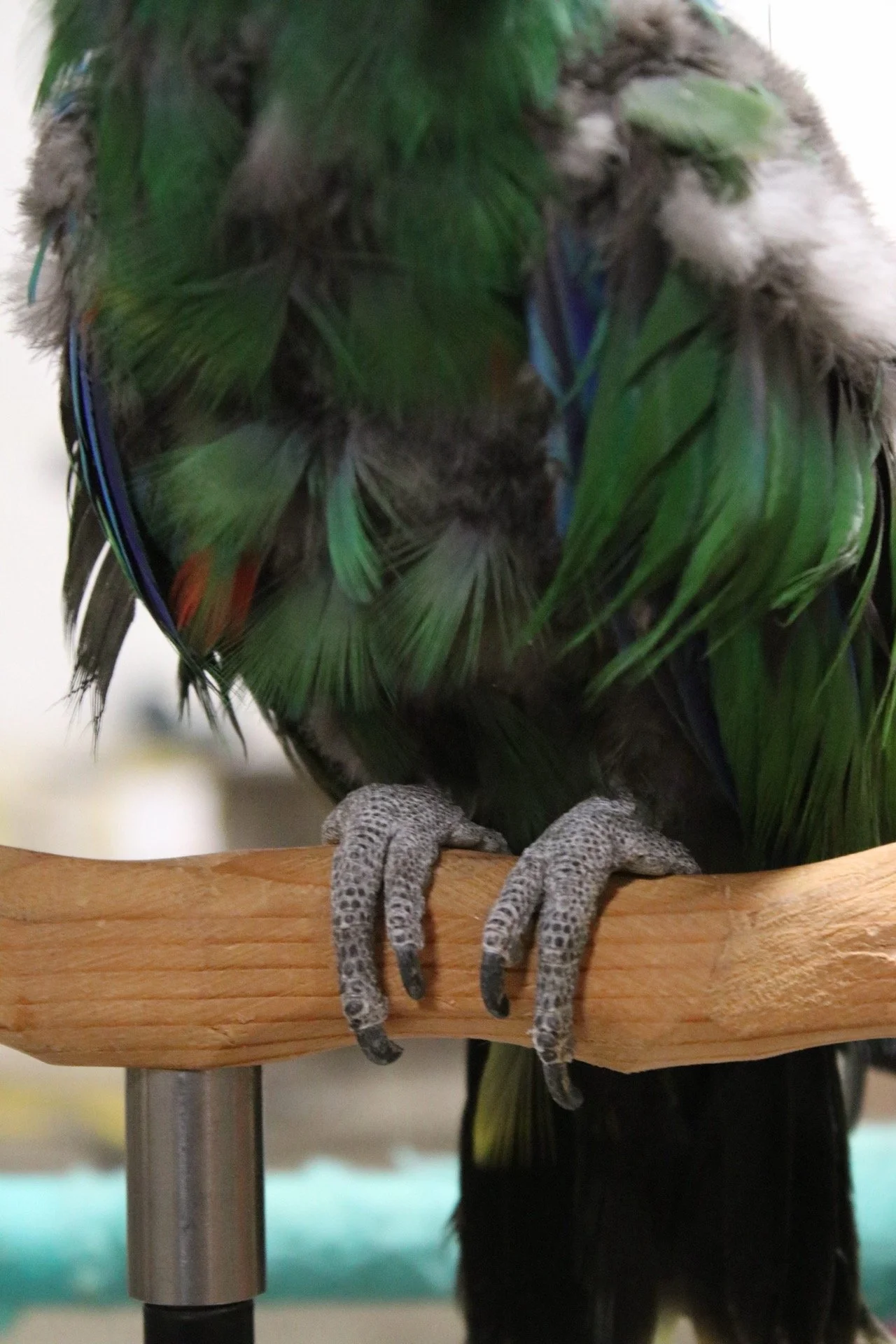 Close-up of a bird with black and white feathers and green, blue, and red accents, perched on a wooden branch with its feet visible. Its a male Eclectus.
