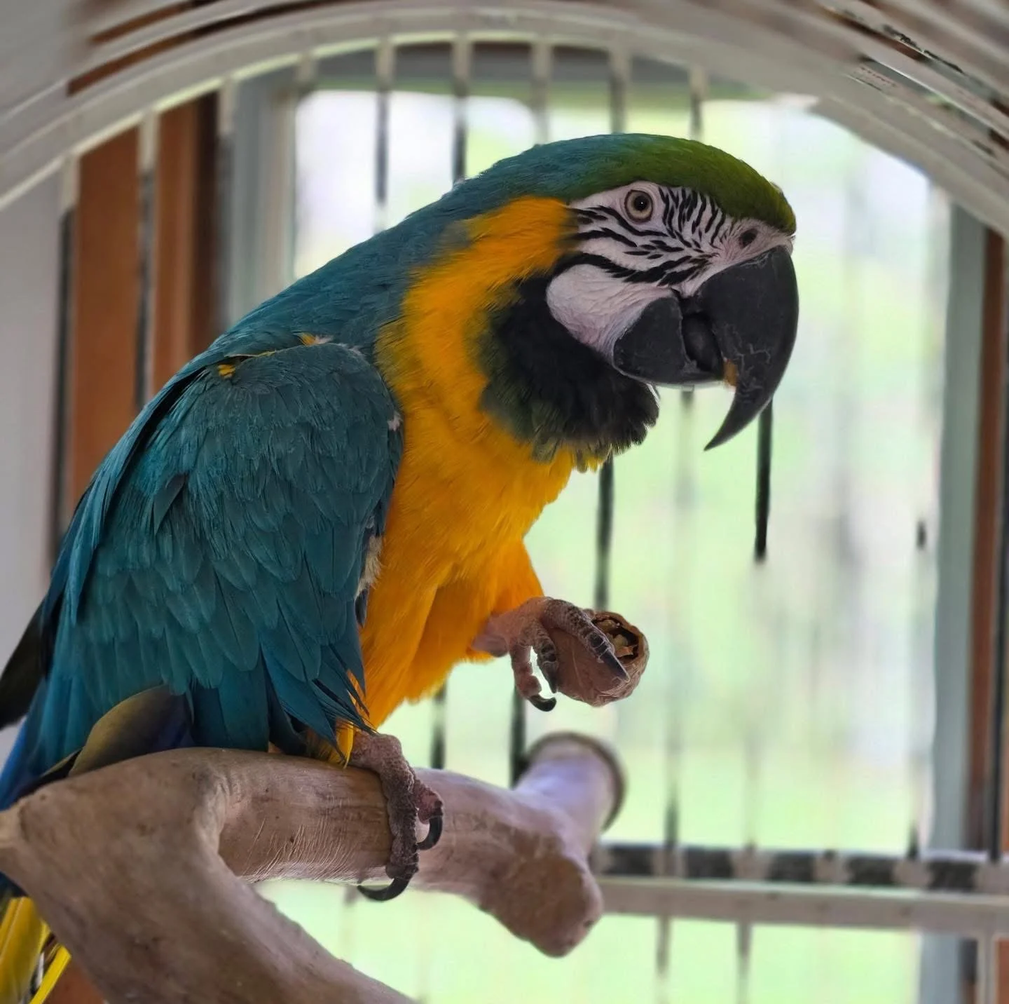 A colorful Macaw parrot with blue, yellow, green, and black feathers perched on a wooden branch inside a cage with metal bars. It's a blue and gold macaw.