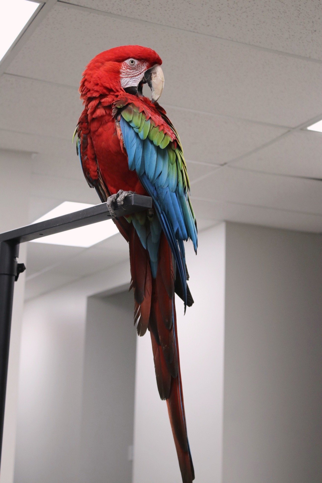 Colorful parrot with red, green, and blue feathers perched on a black stand indoors. He is a Greenwing macaw.