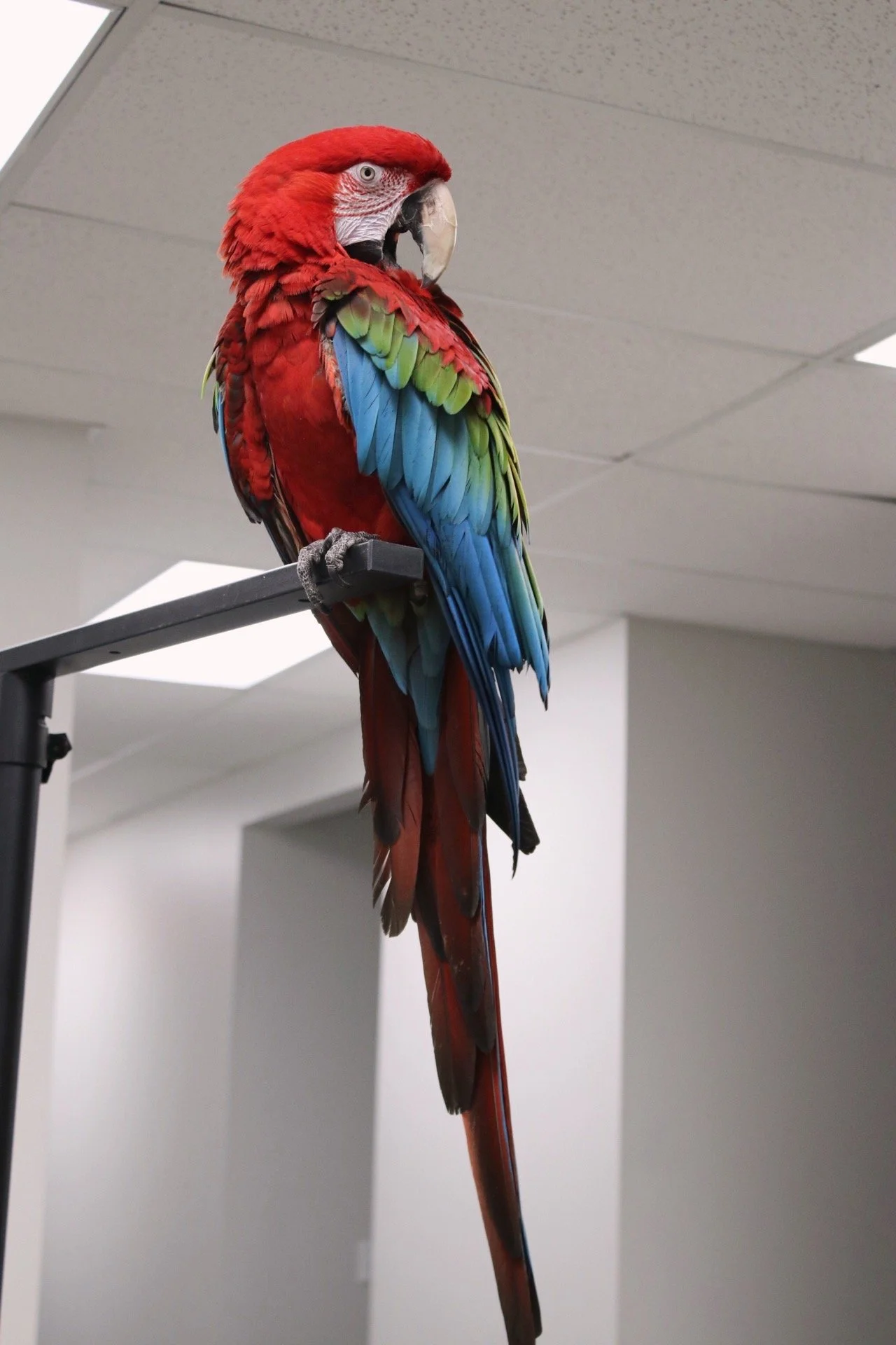 Colorful, Greenwing macaw perched on a black metal stand indoors with a ceiling tile visible.