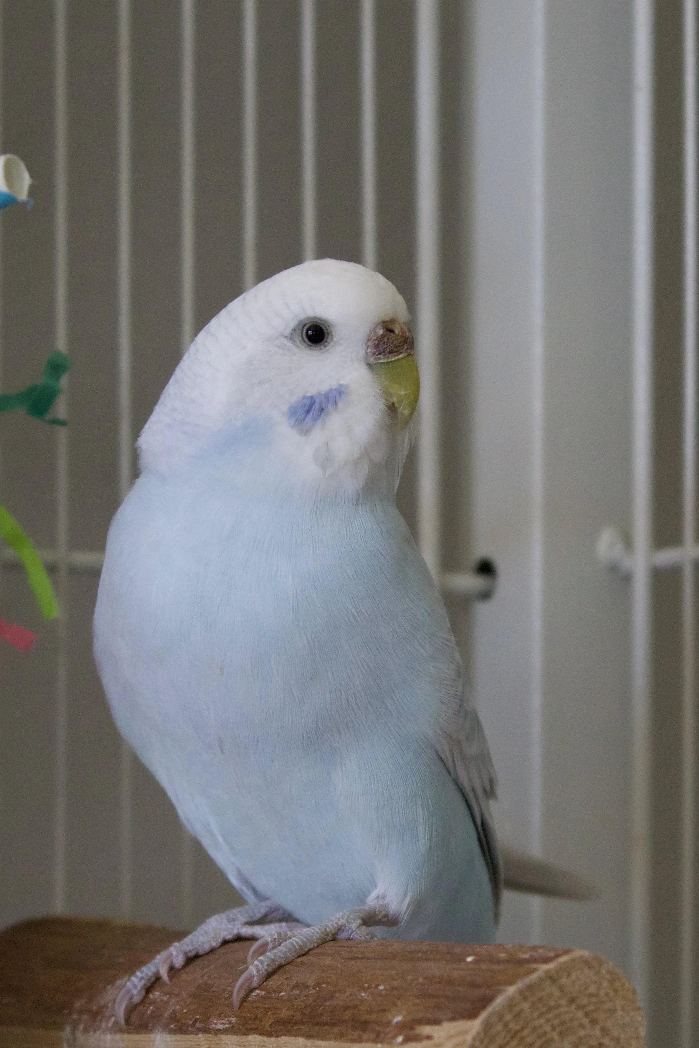 A white and light blue budgerigar perched on a wooden branch inside a cage.