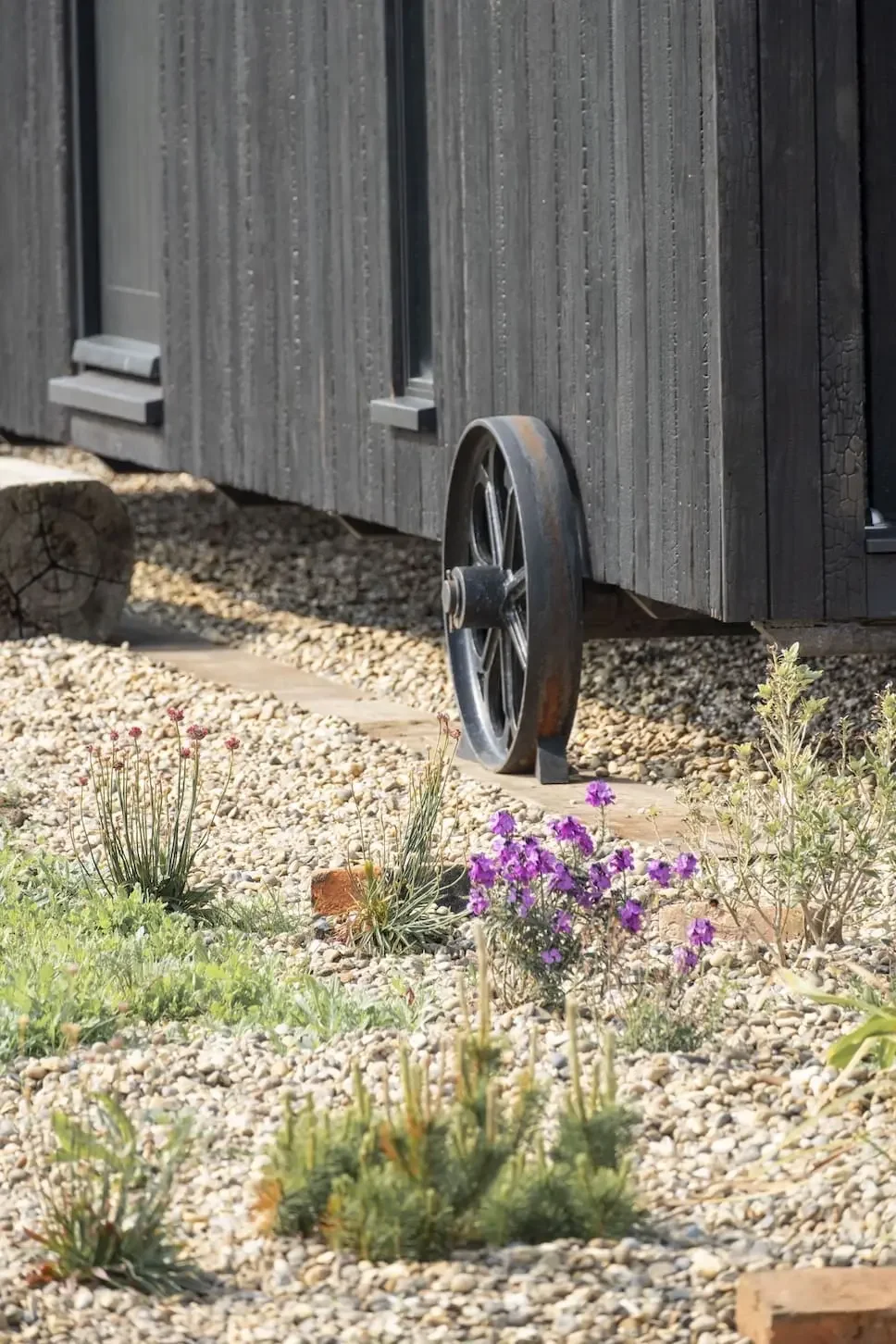 Part of a black wooden structure with a visible wheel and pebble ground in front, decorated with small purple flowers and green plants.