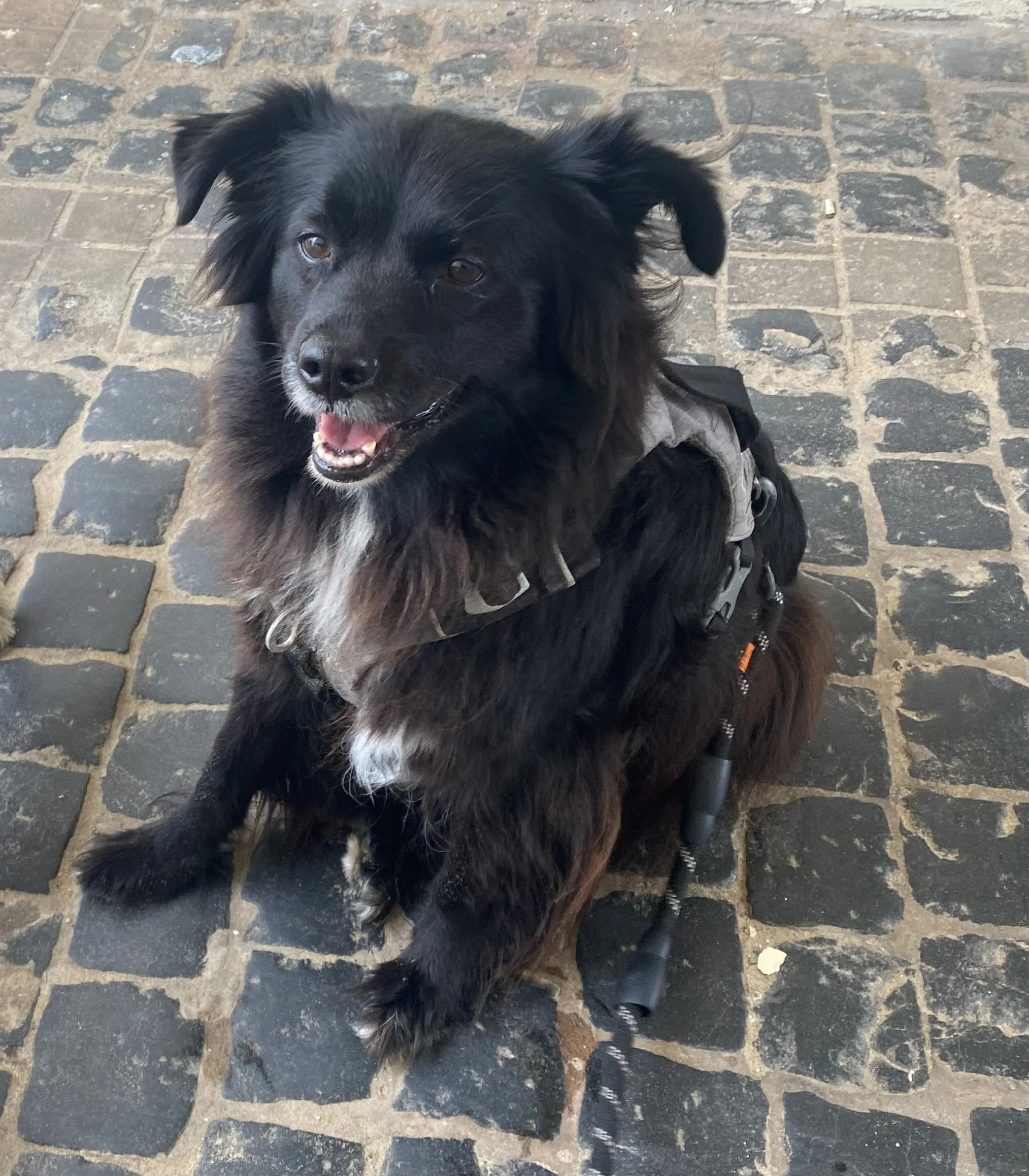 A black and brown dog with white markings, sitting on a cobblestone street, wearing a harness, looking up at the camera with its mouth open.