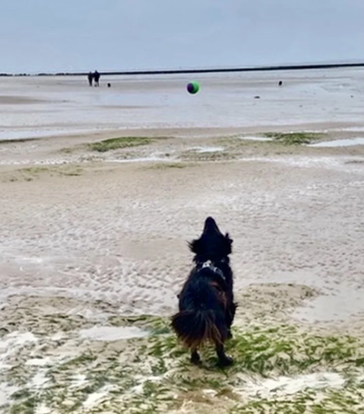 Dog on a sandy beach watching a ball in the air.