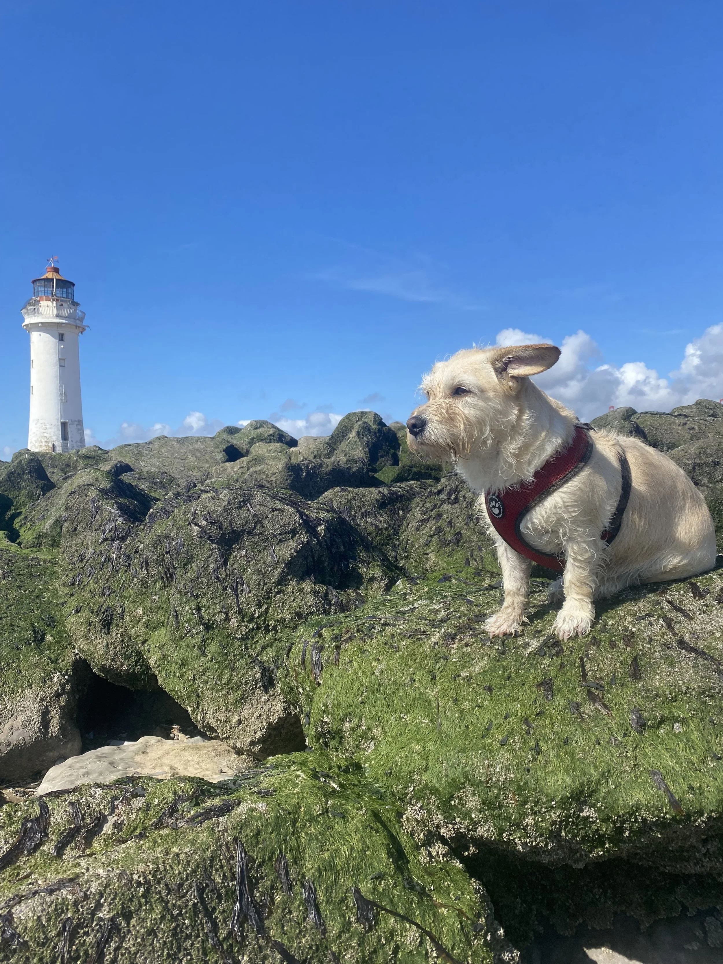 A small tan dog with a red harness sitting on moss-covered rocks near a lighthouse under a blue sky with a few white clouds.