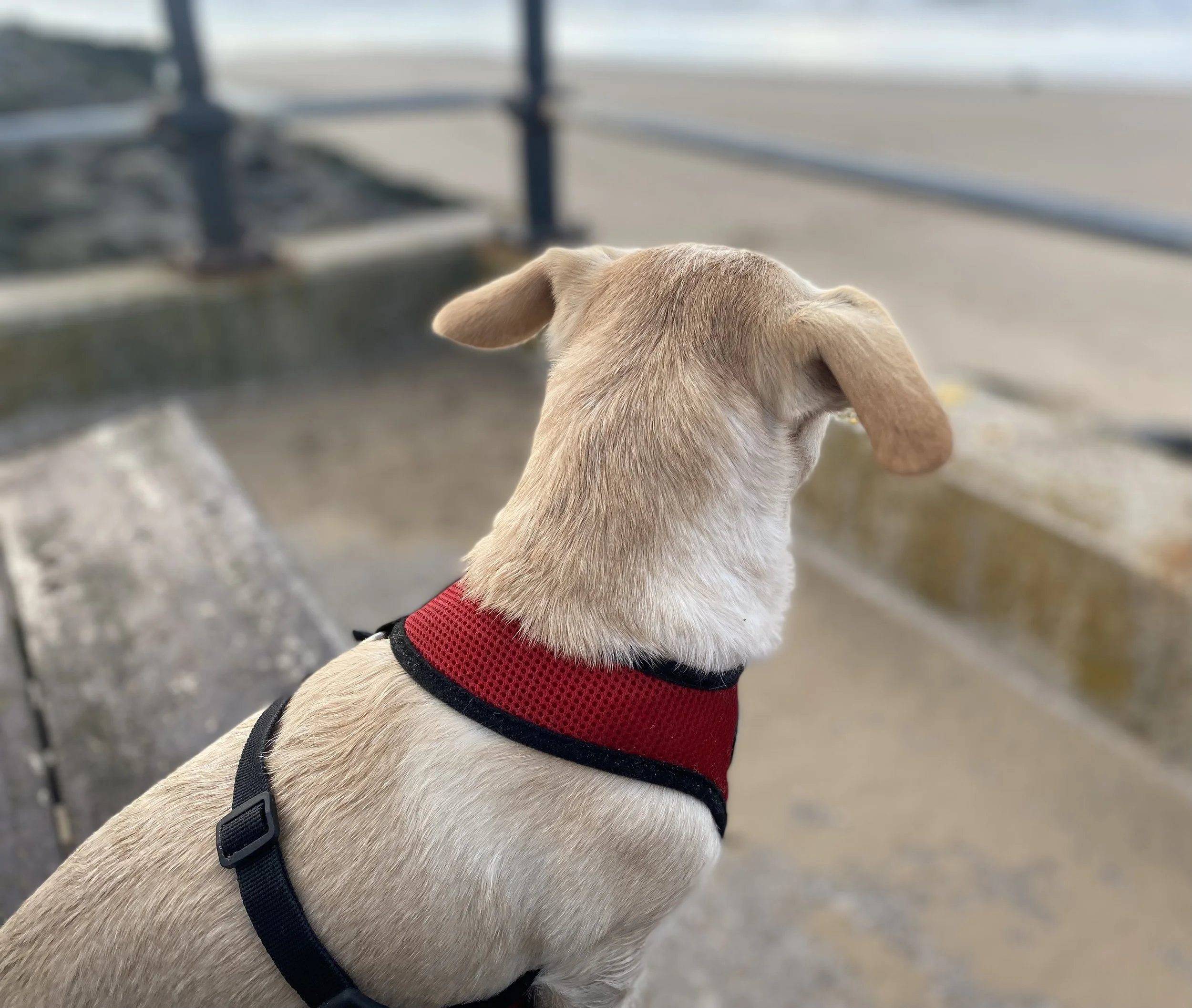 A light-colored dog with floppy ears wearing a red and black harness, looking away on a waterfront promenade with blurred background.